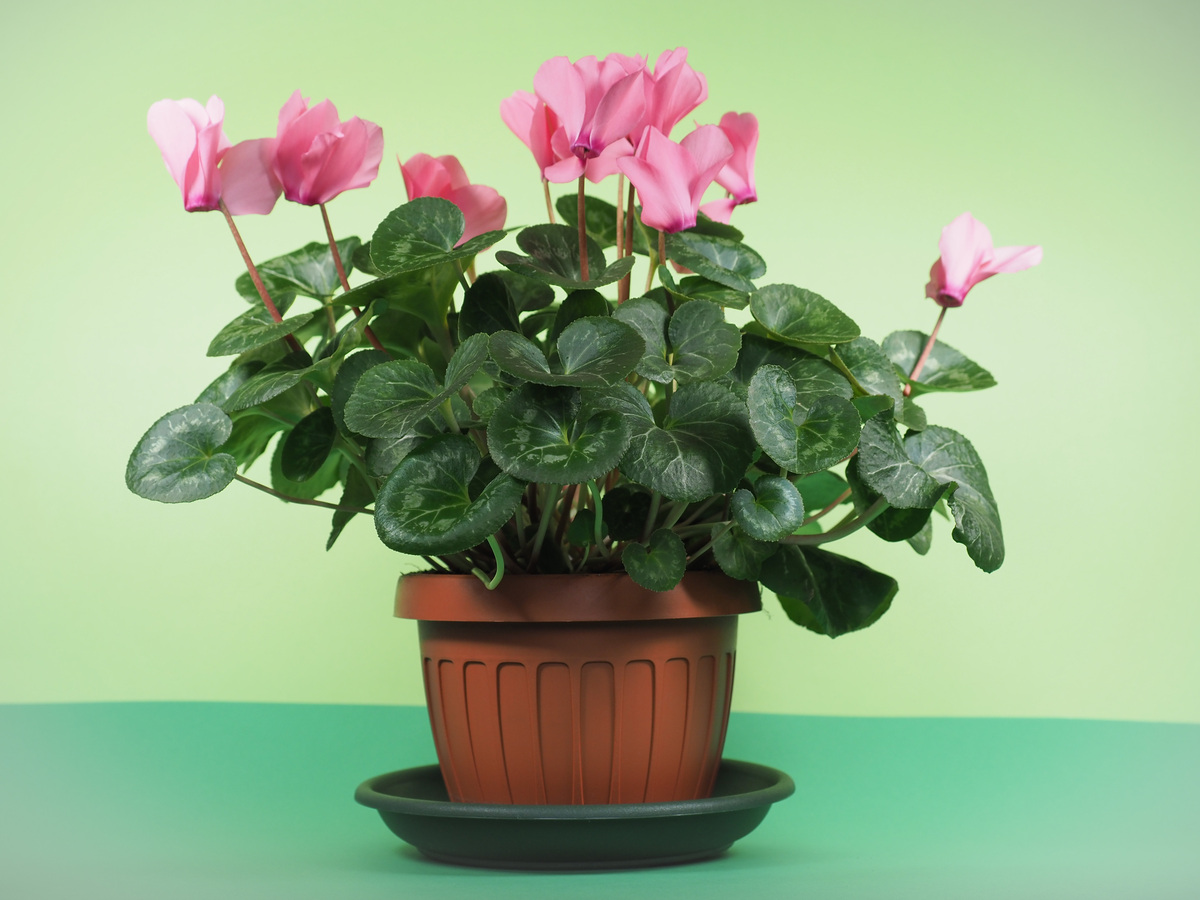 养花必看：不同花卉的养护技巧与注意事项