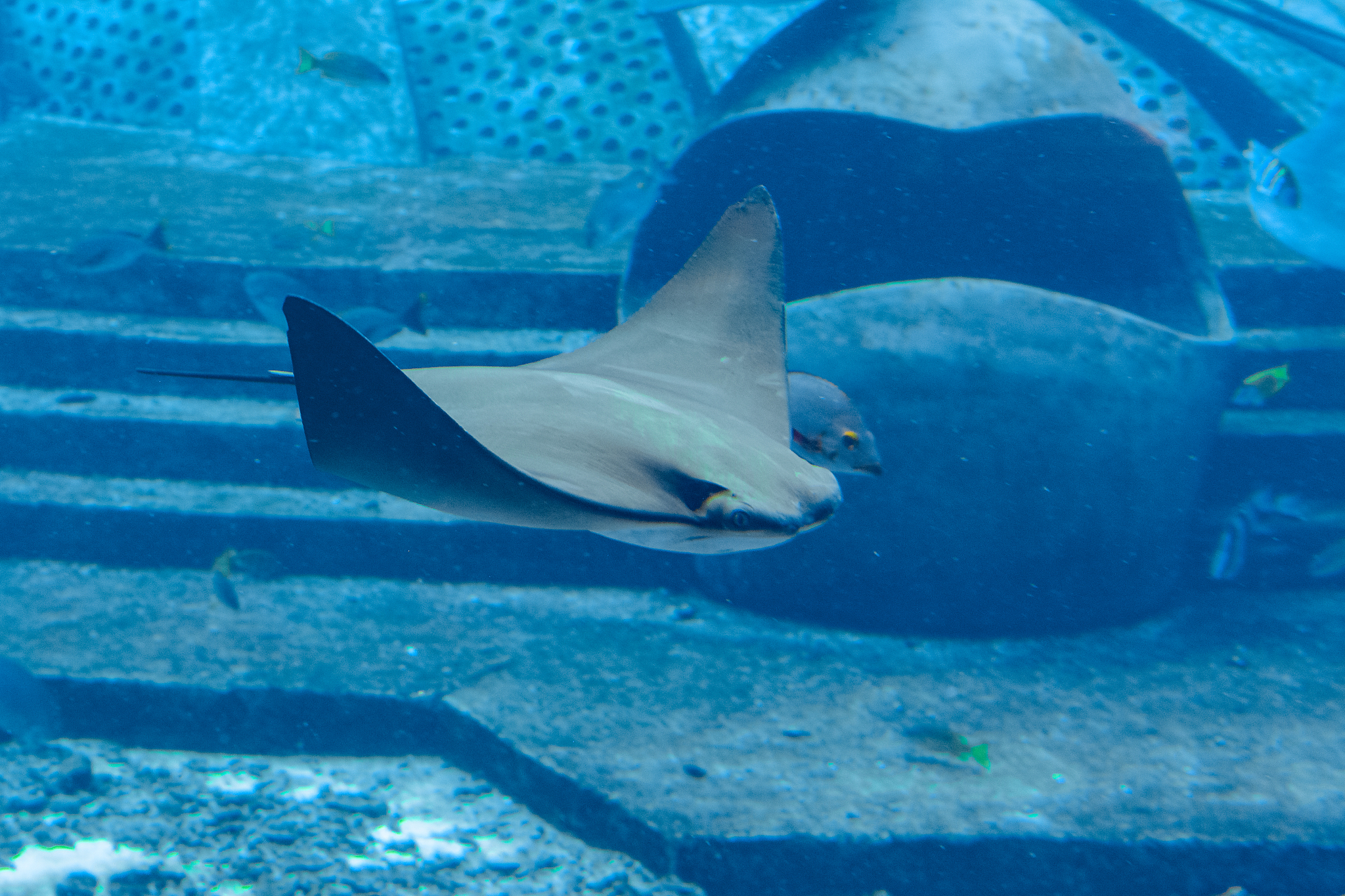 stingray swimming underwater. sting ray is also called sea cats 