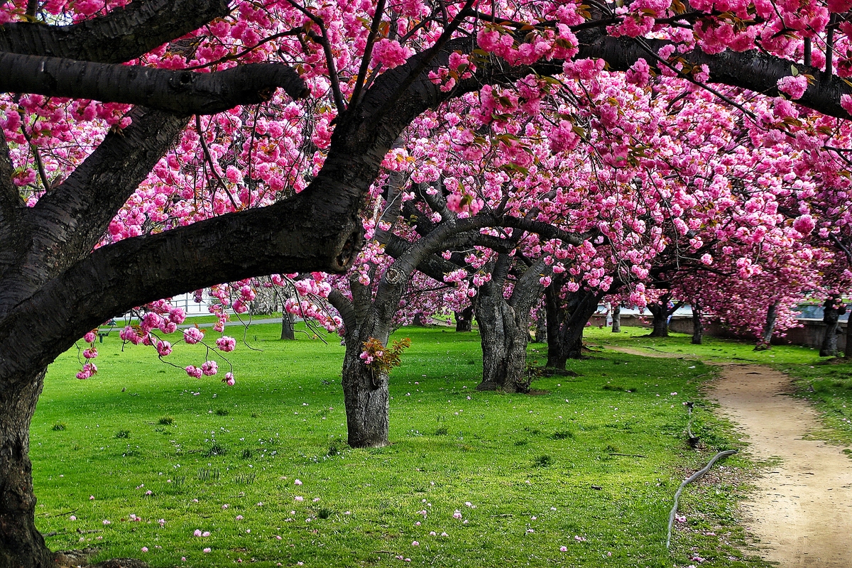 春天桃花盛开美景：粉嫩花瓣如云，少女般摇曳生姿