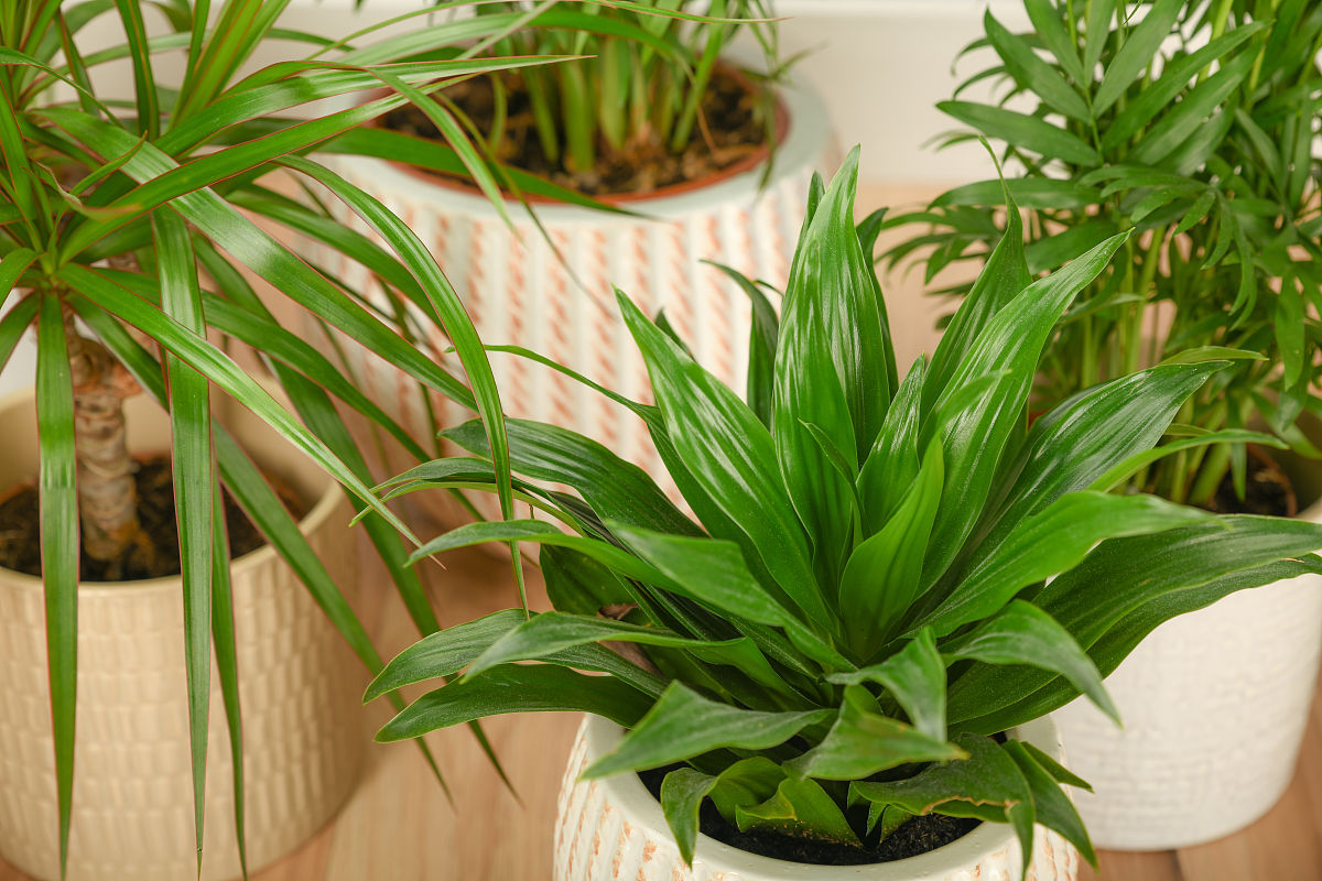 龙血树如何养？