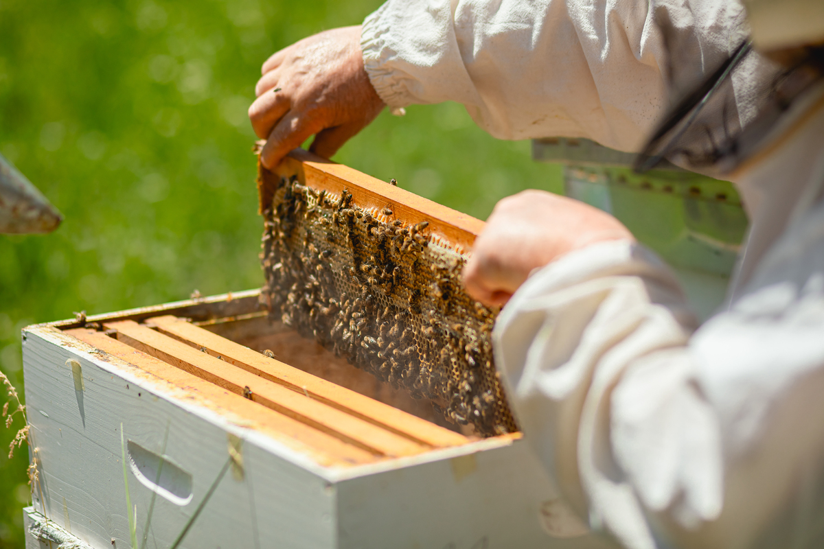 蜂蜜是如何制作的？ - 从采集花蜜到成熟蜂蜜