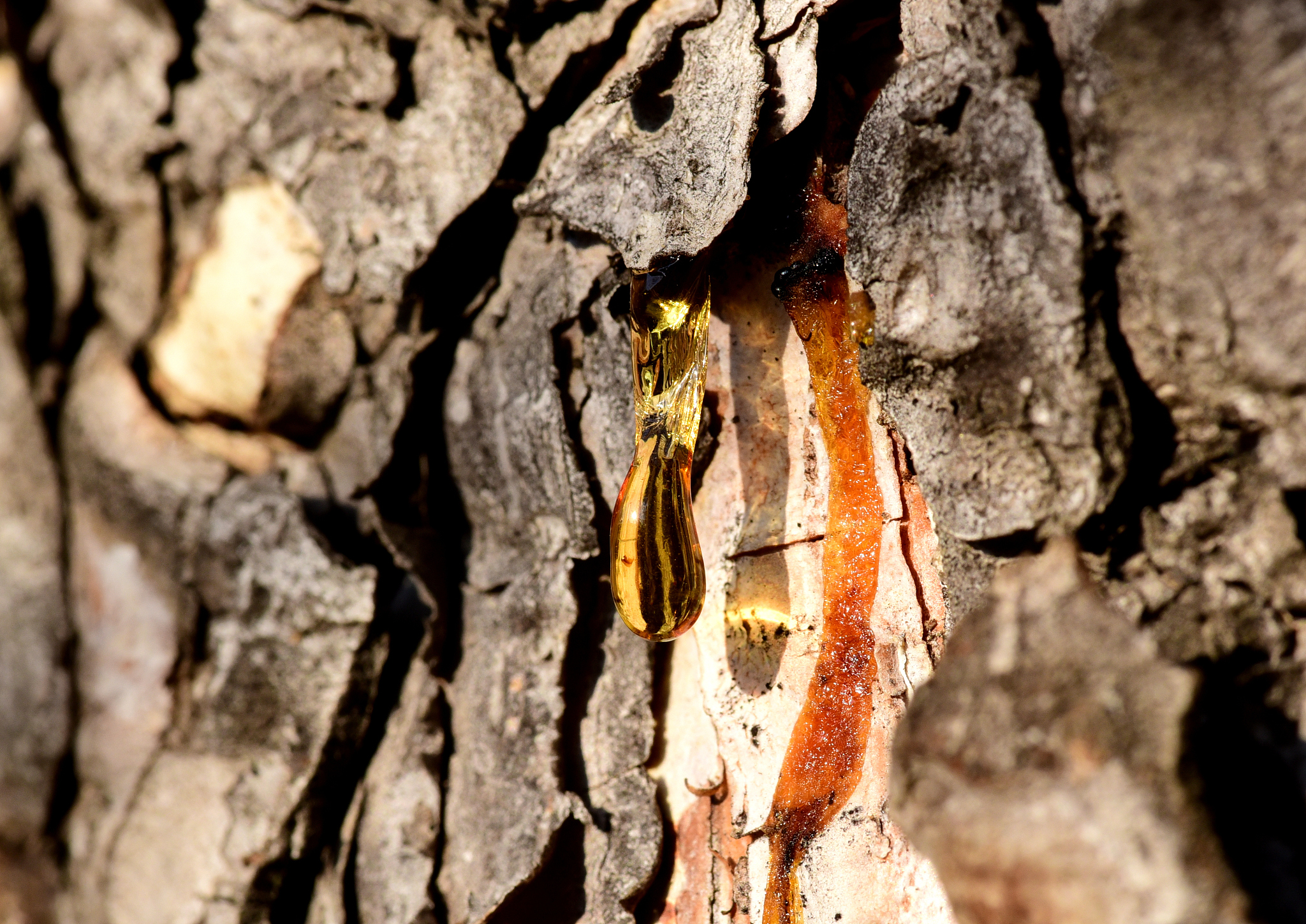 close-up drop of pine resin