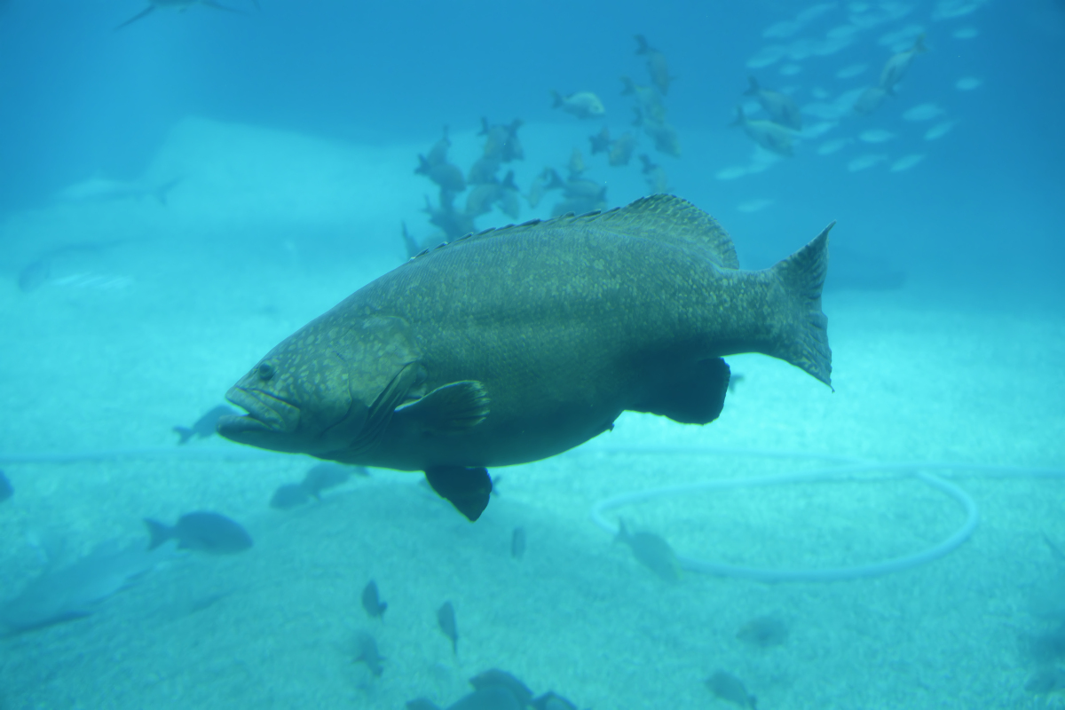 如何判断鱼的年龄？科学家揭秘鱼类年龄鉴定方法