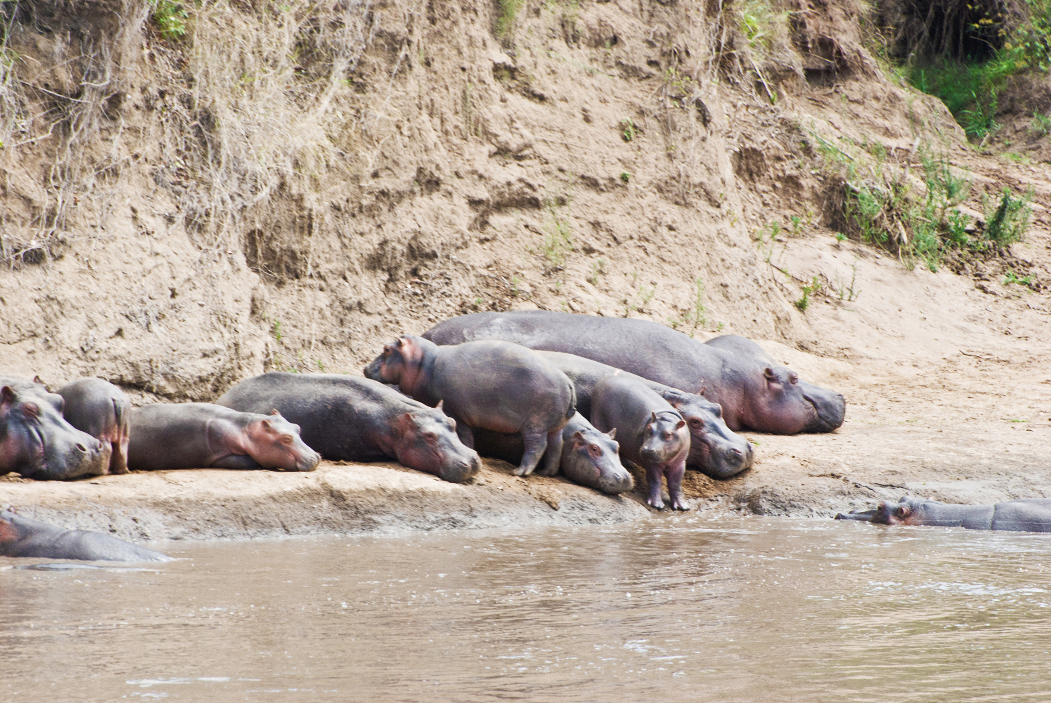 herd of hippos (hippopotamus amphibius) lying by a muddy river