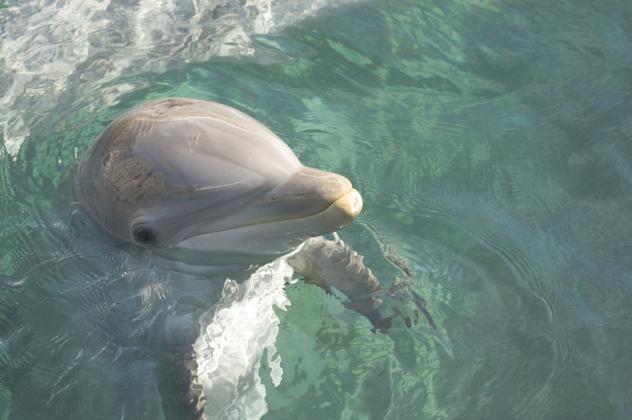 海豚湾：一部关于动物保护的感人电影