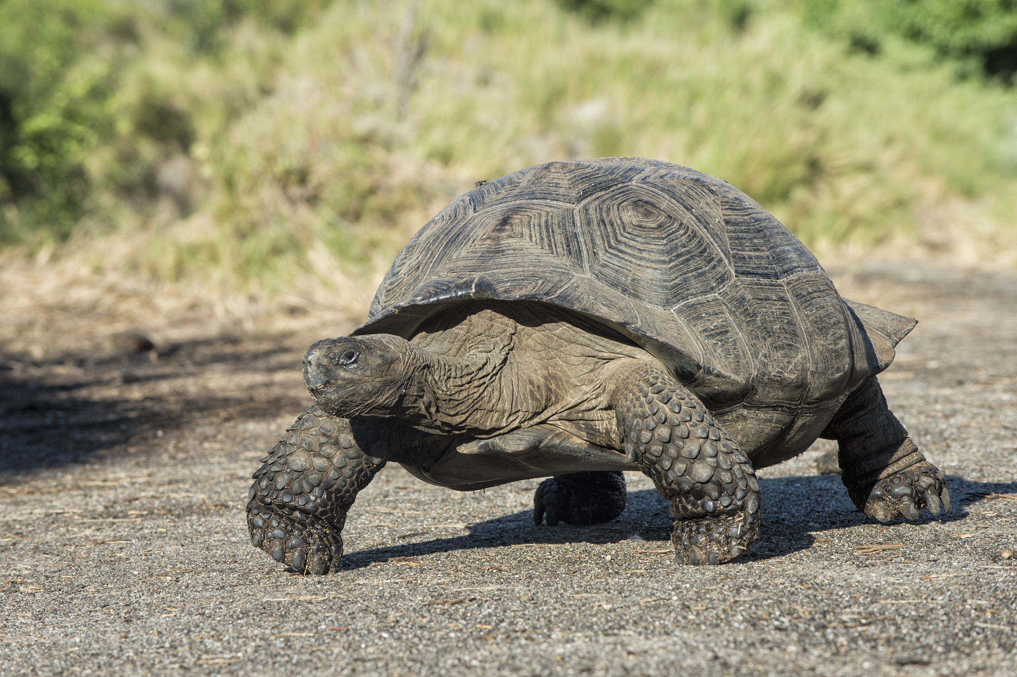 galapagos giant tortoise