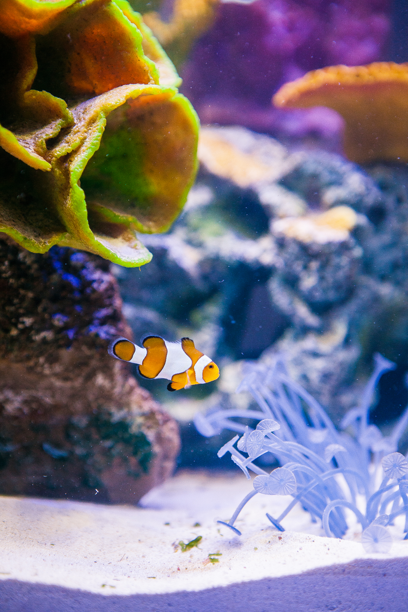 海洋生物技术期刊：研究范围详解 - MARINE BIOTECHNOLOGY