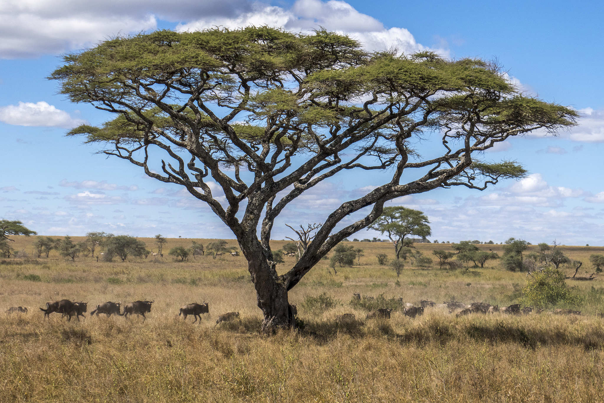 buffalo herds walks in savannah