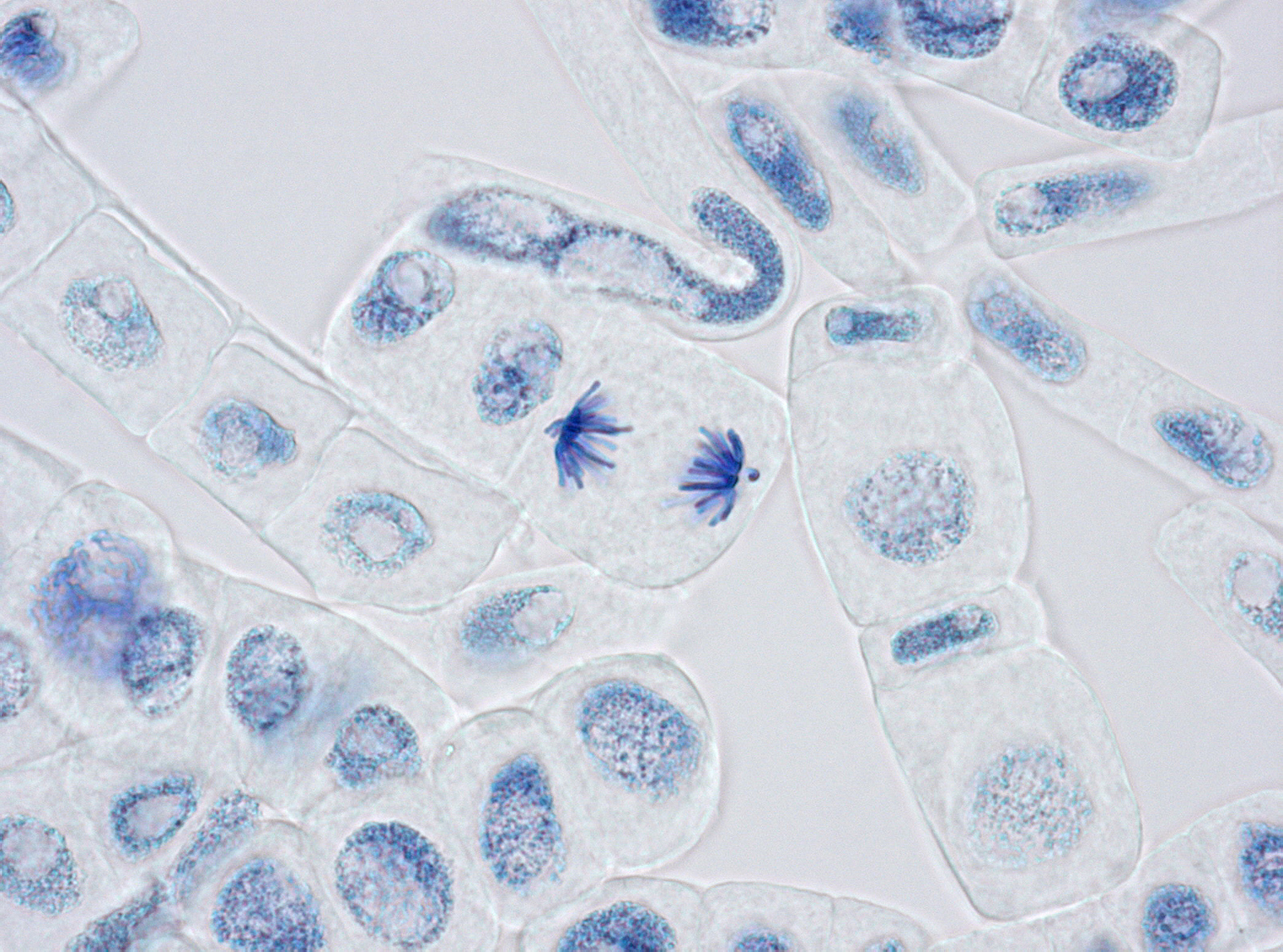 染色体存在于植物细胞的