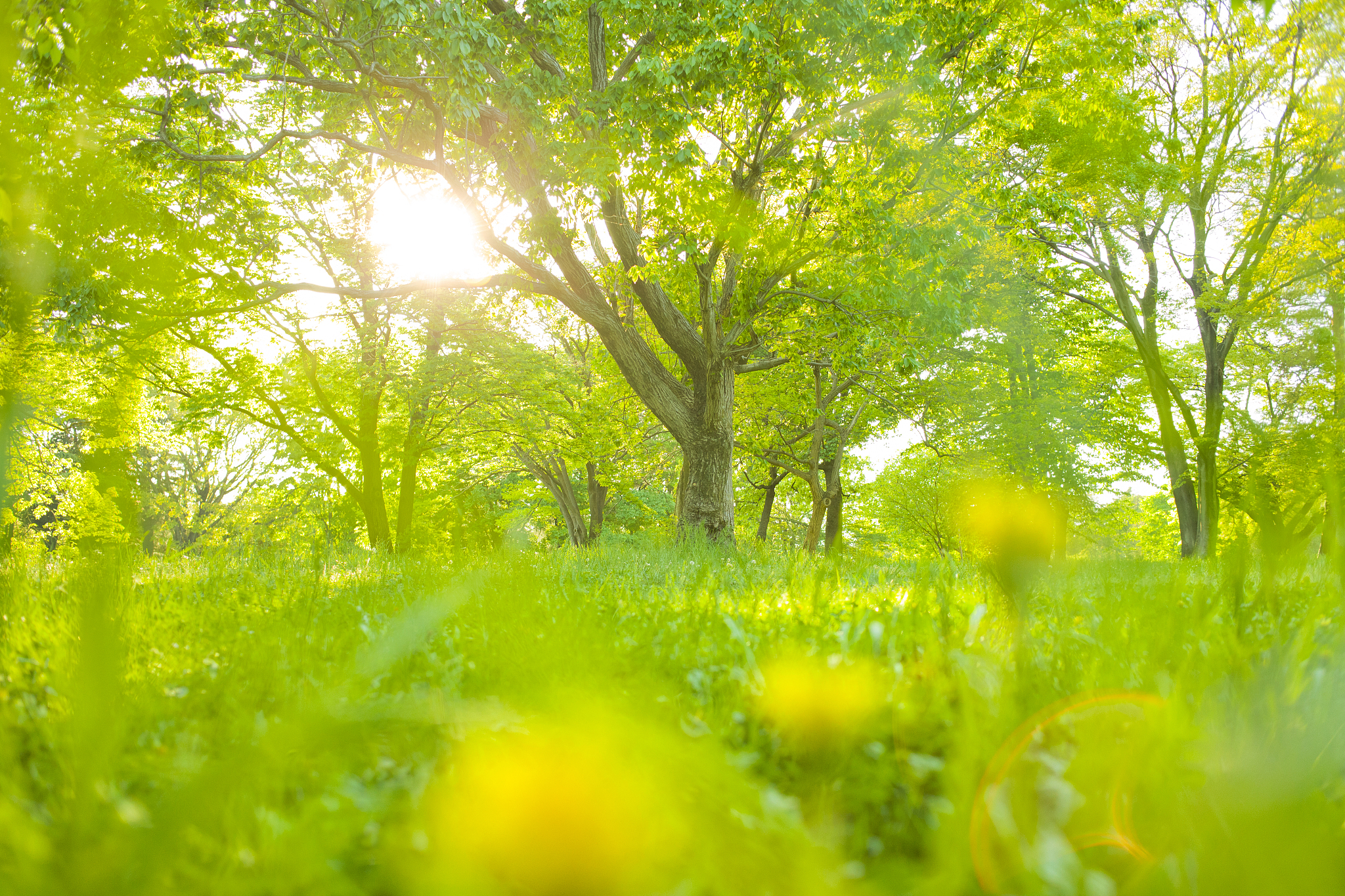 阳光、绿色、假期、为主题的诗句