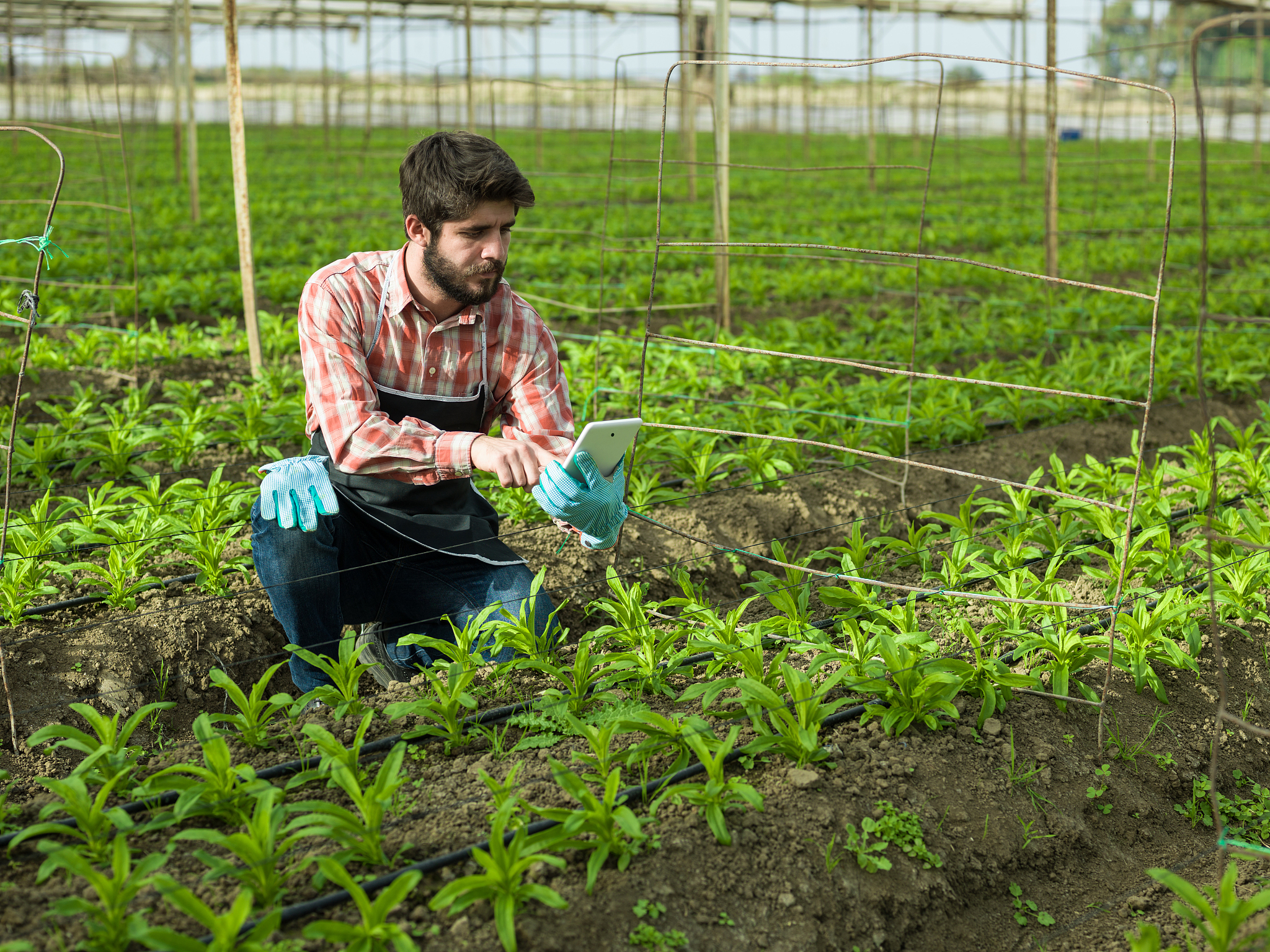贵州读中草药种植专业可以到哪些学校