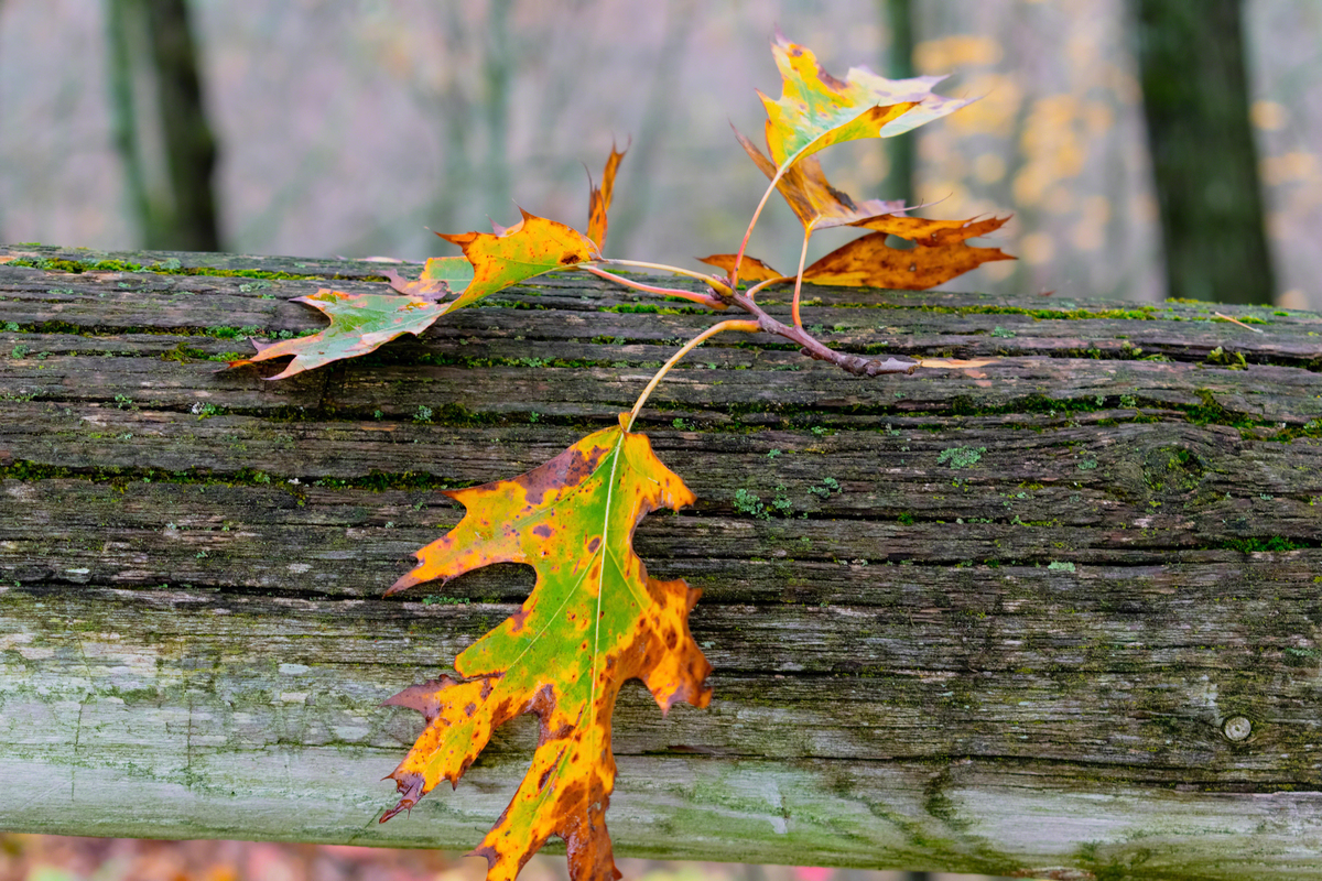 今日出伏，告别炎炎夏日！局部暴雨降温，秋意渐浓