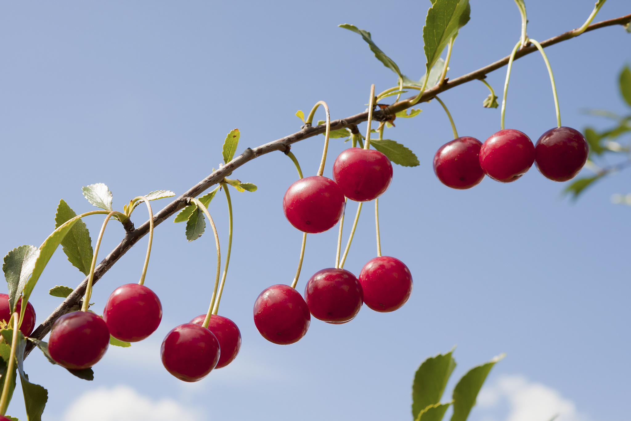 branch of a cherry tree with berries