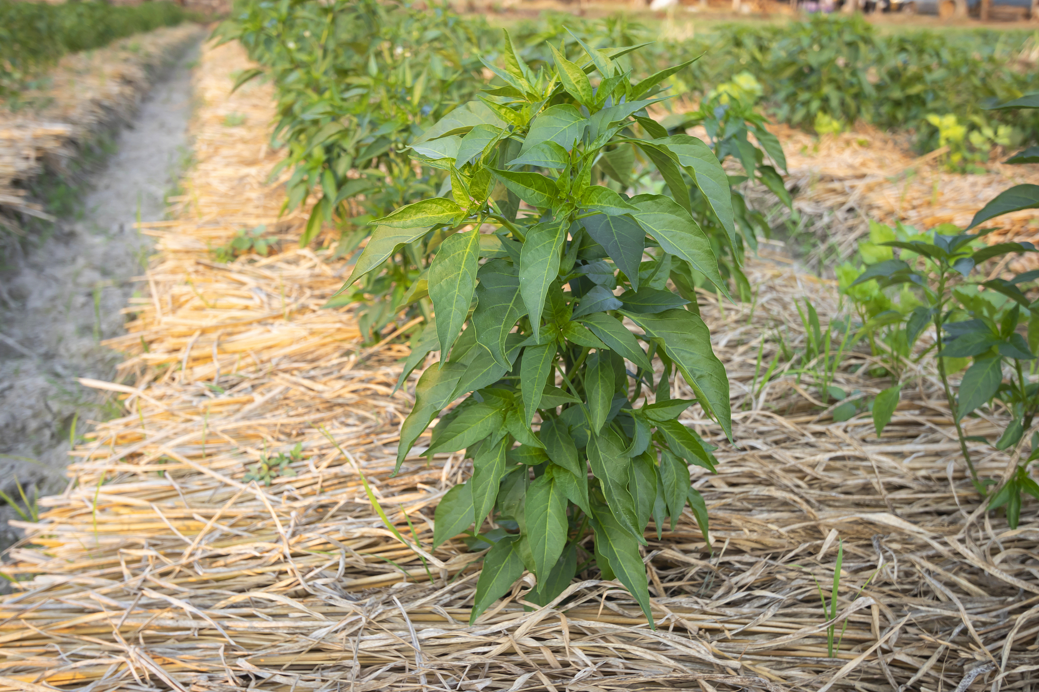 green chilli tree in the chili