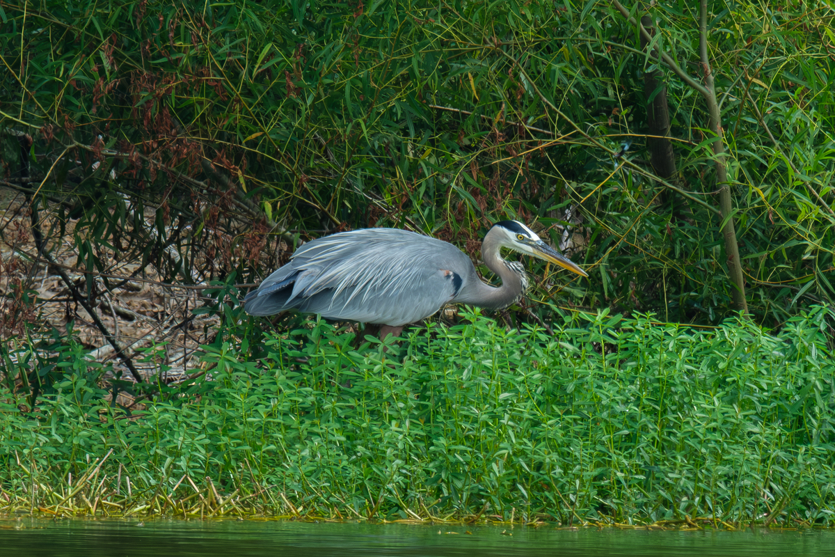 宣城市鳄鱼湖的蓝孔雀介绍