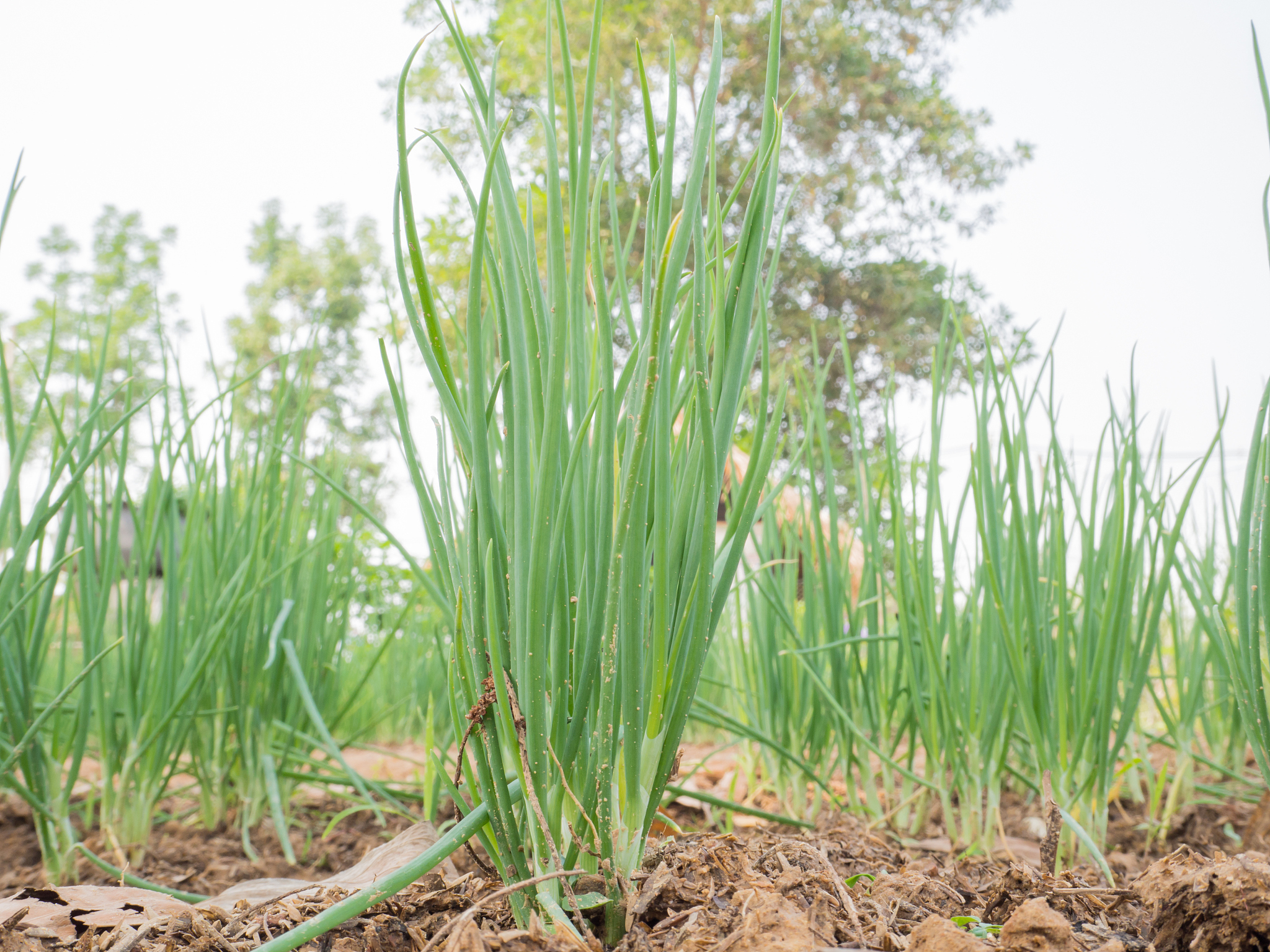 spring onions