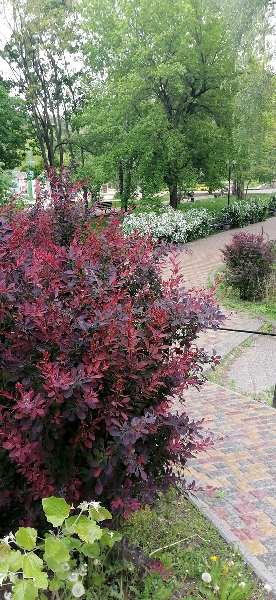 延安市彩叶树种在园林绿化中的应用建议：丰富种类，打造多彩景观