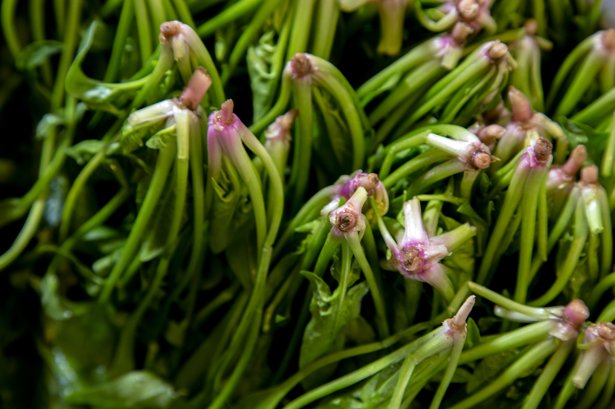 fresh spinach