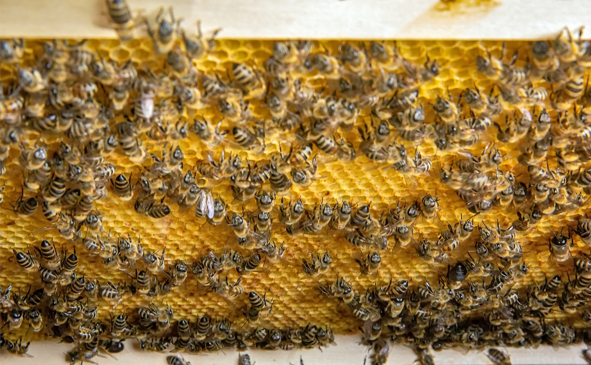 江西赣南地区杂交中蜂王选择指南：适应气候是关键