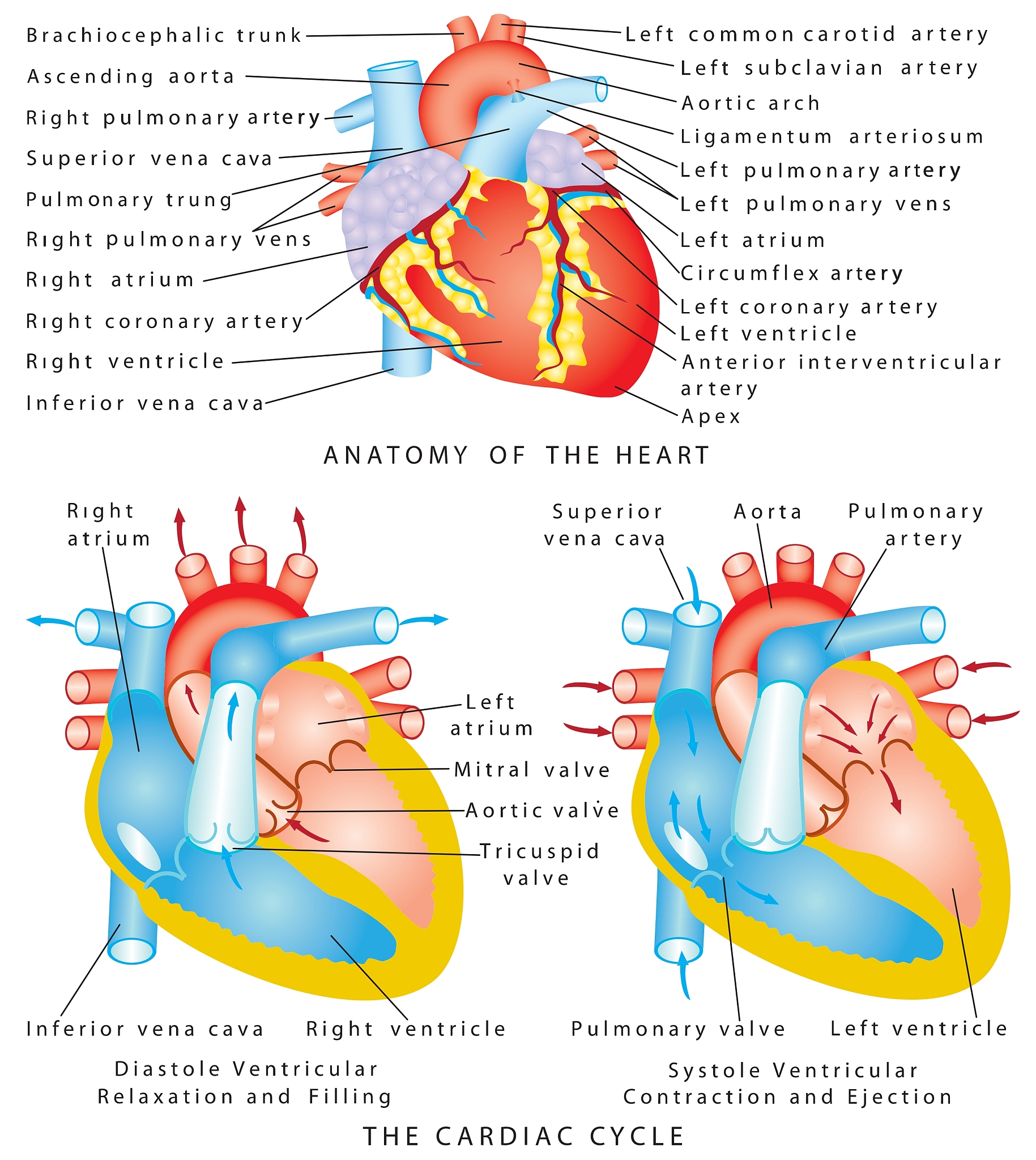老年男性胸腔积液合并结肠癌术后肺转移 呼吸系统疾病风险分析
