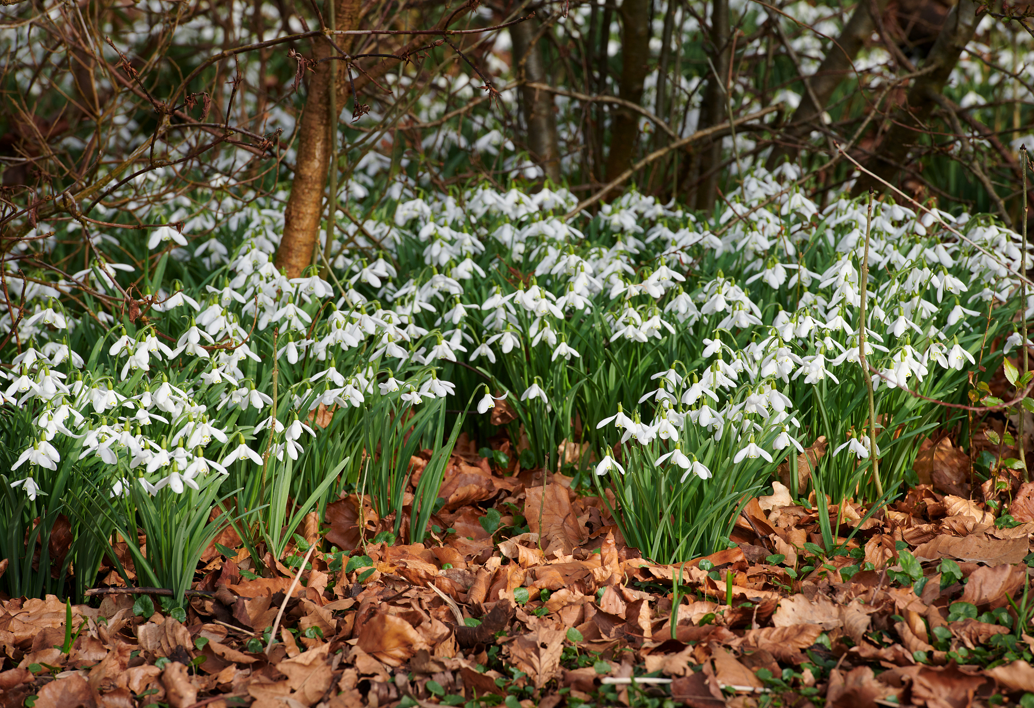 springtime flowers in the garden