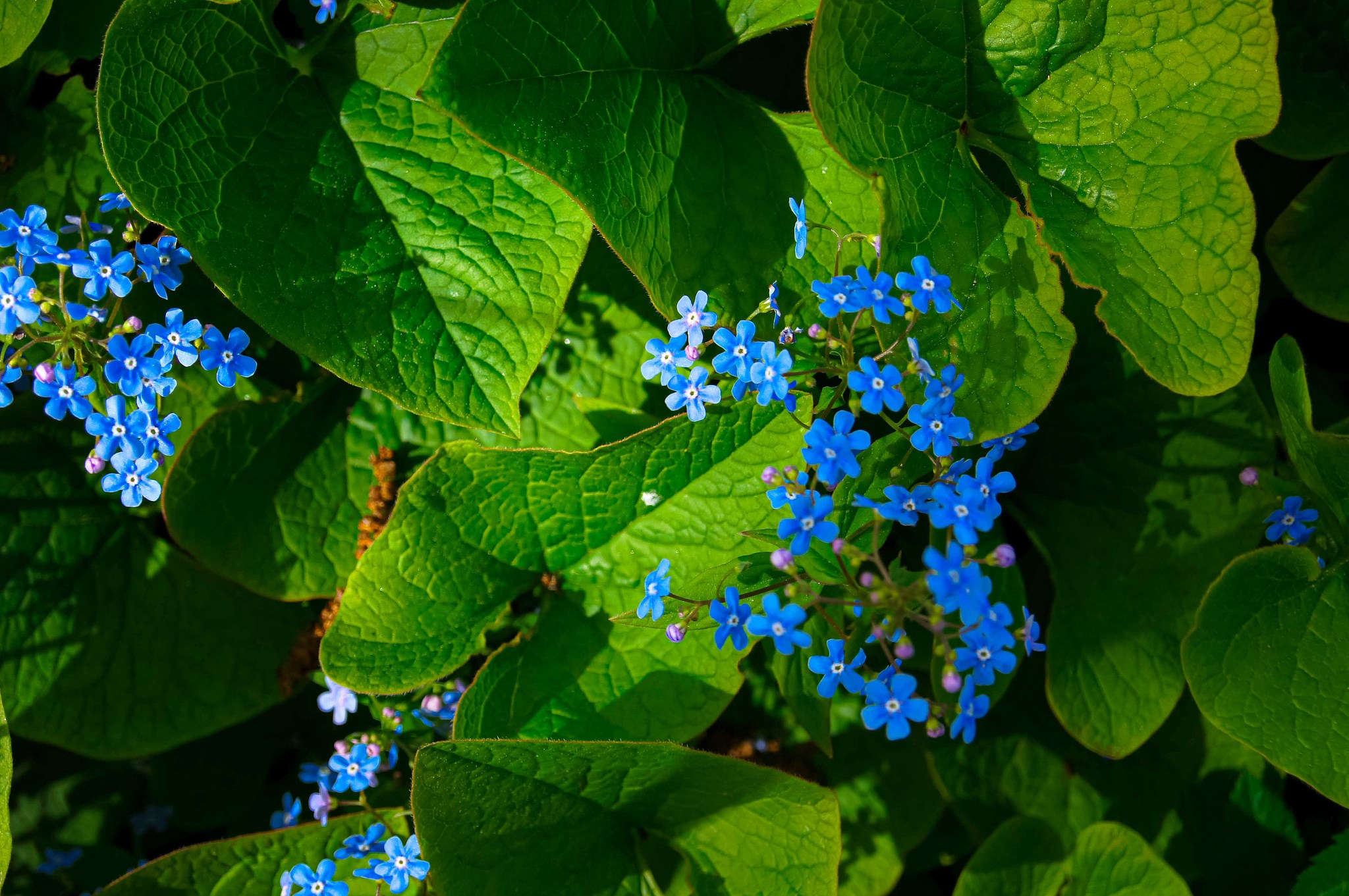 blue little flowers