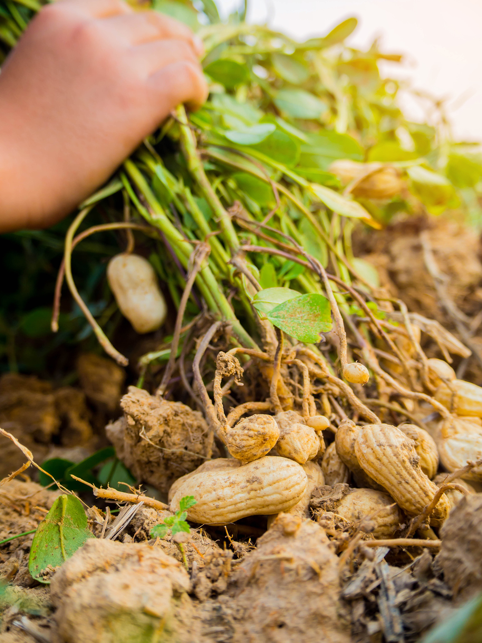 花生繁殖方法：种子繁殖和扦插繁殖详解