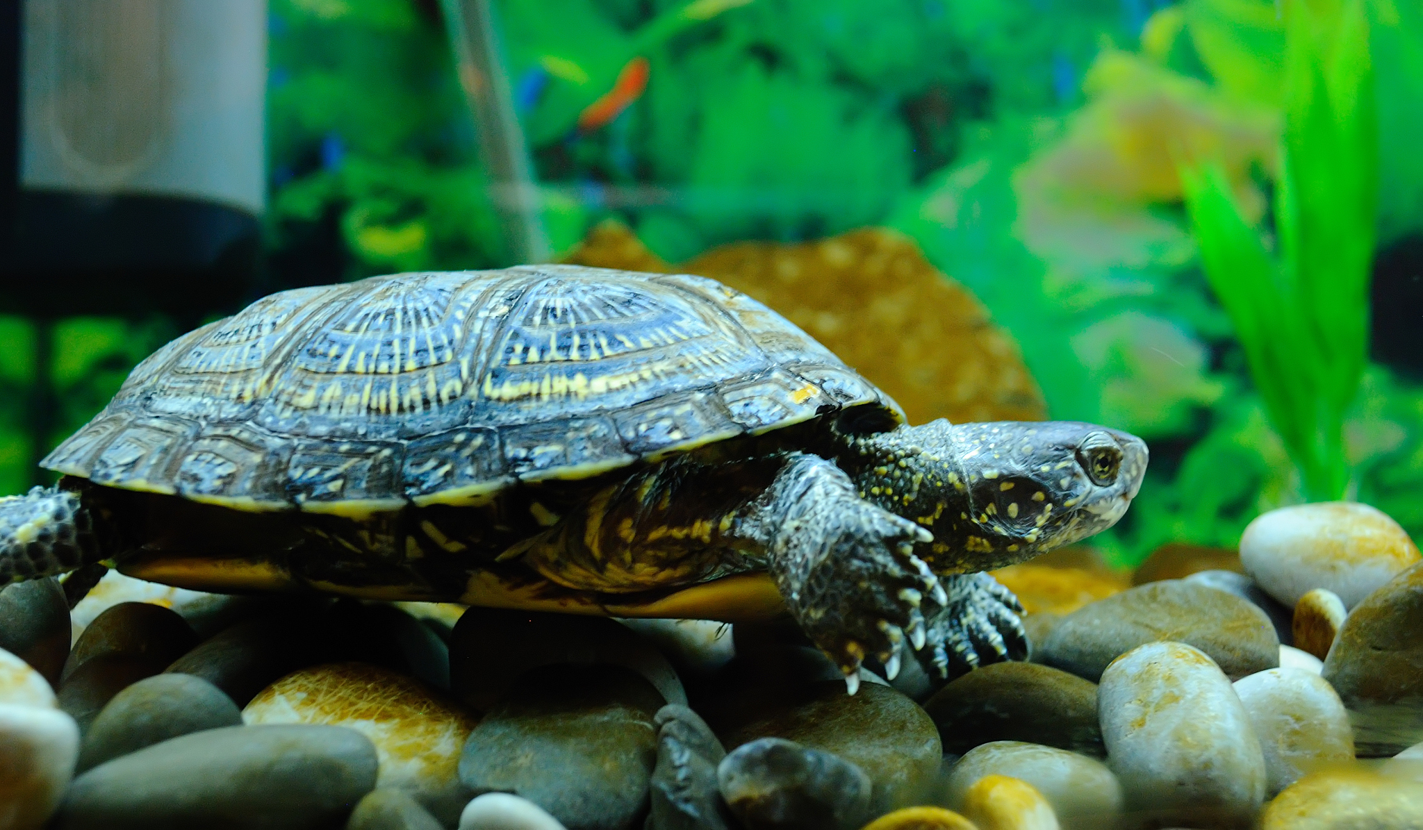 turtle