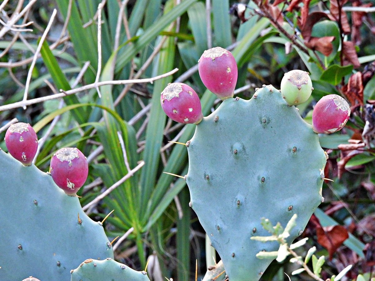 仙人掌 写一篇300字小学作文