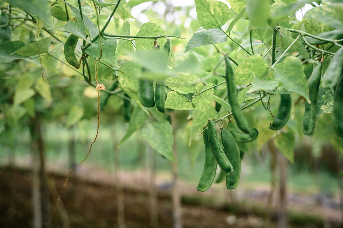 福建省南平市农业学校的教学学制
