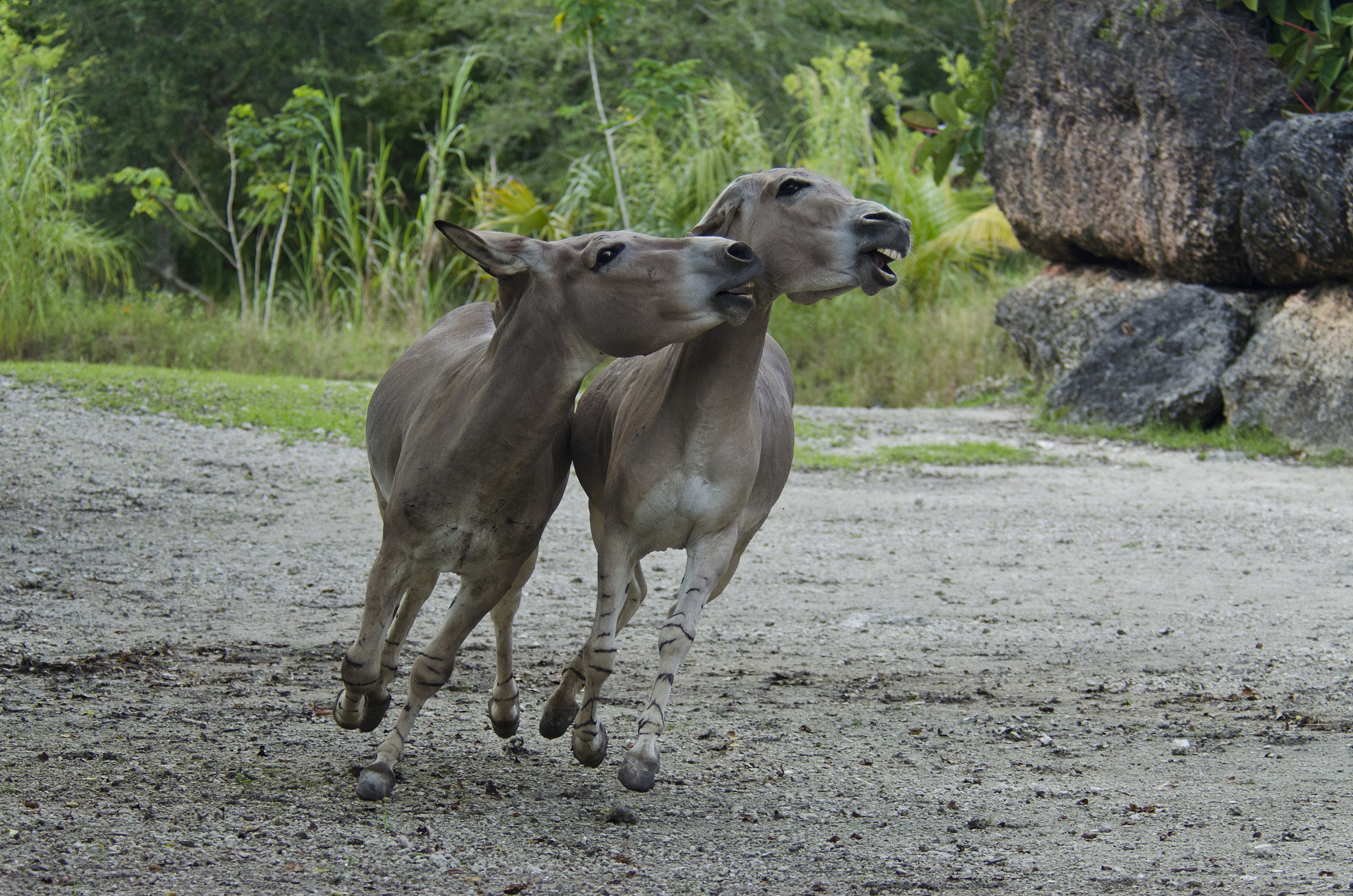 somal wild ass, two running