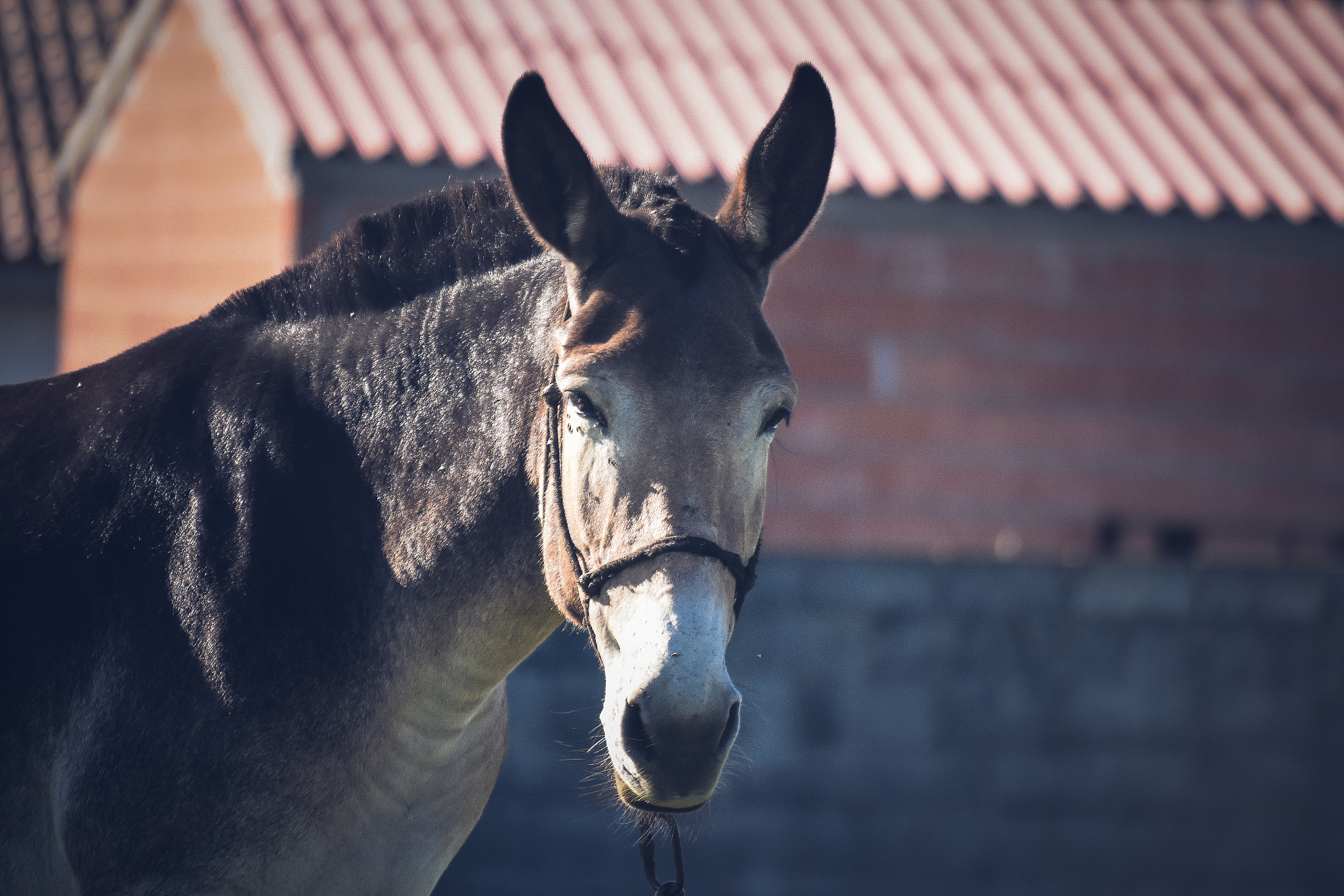 donkey