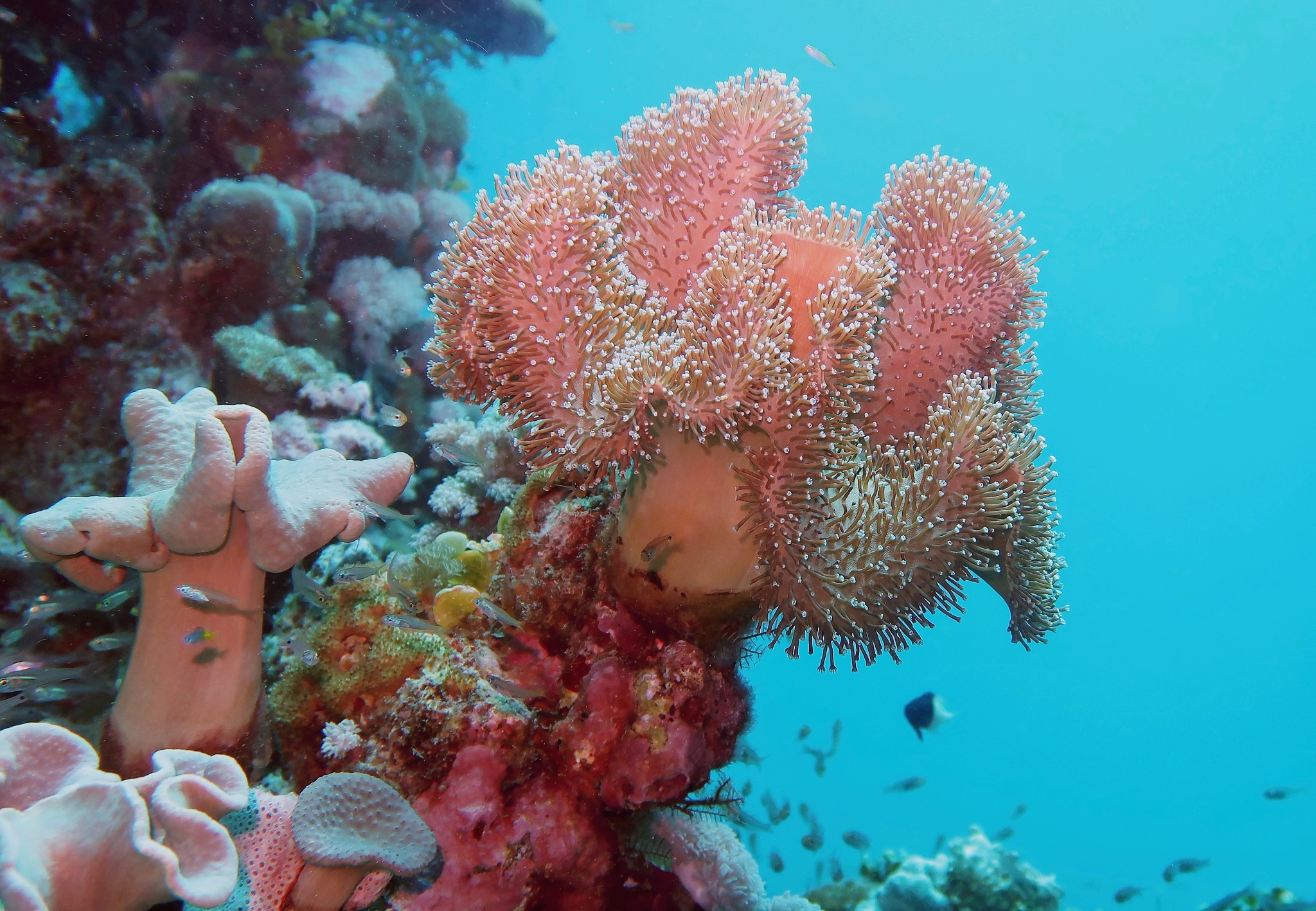underwater scenery with soft coral -rough leather coral, sarcoph