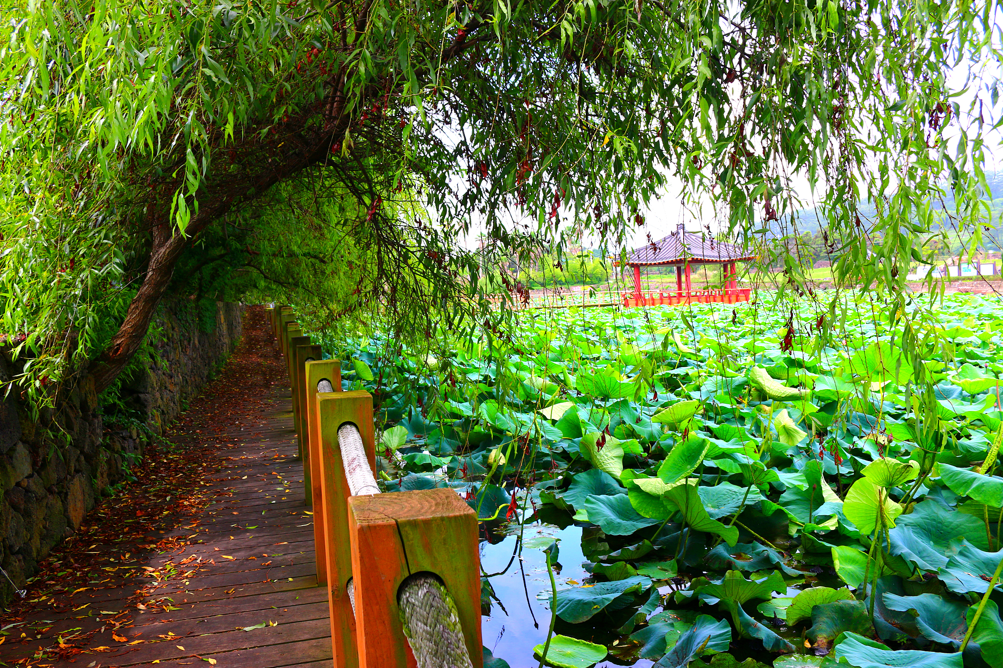 softening garden, pond, lotus, lake, flower network,