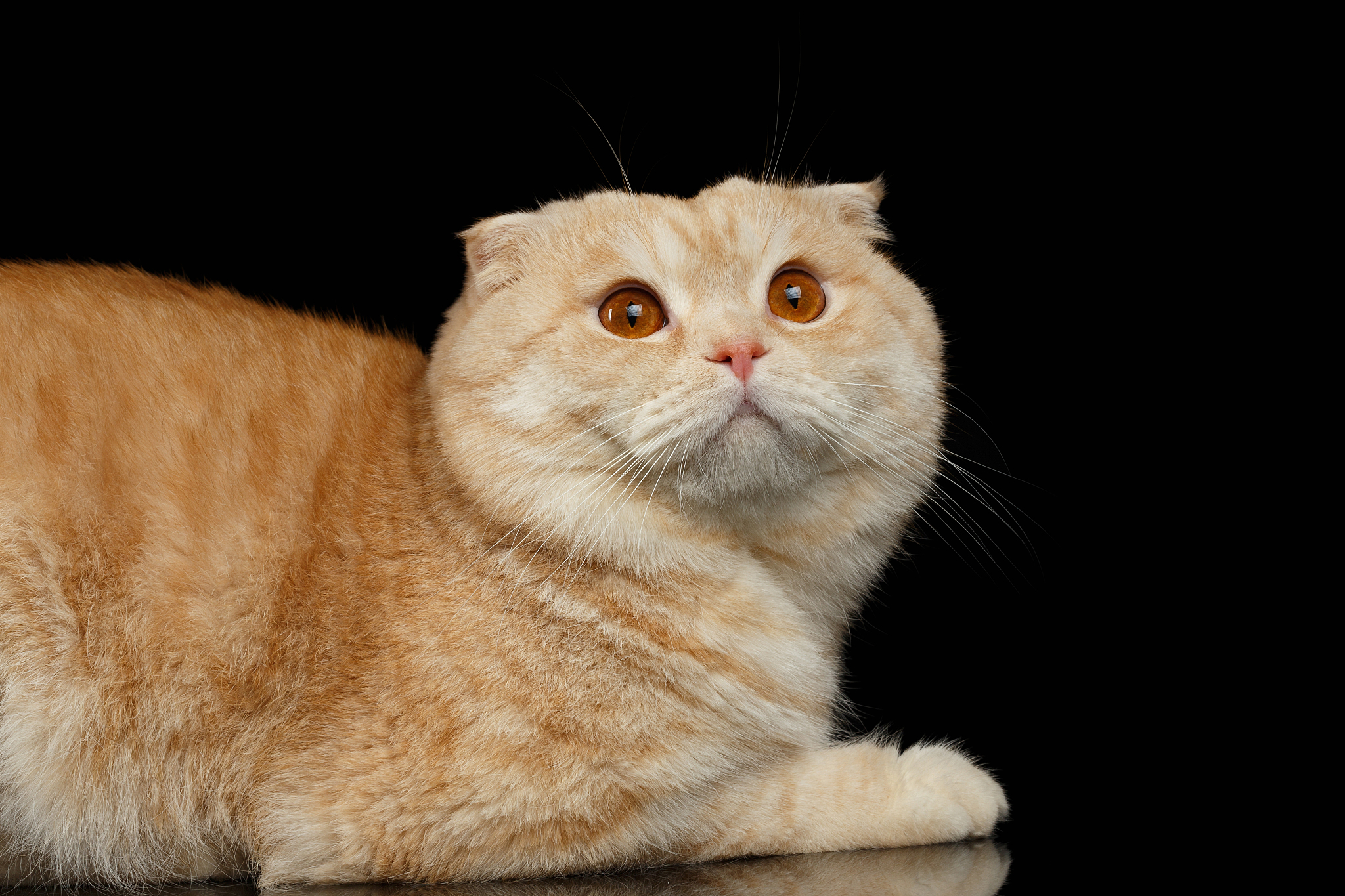 ginger scottish fold cat lies isolated on black