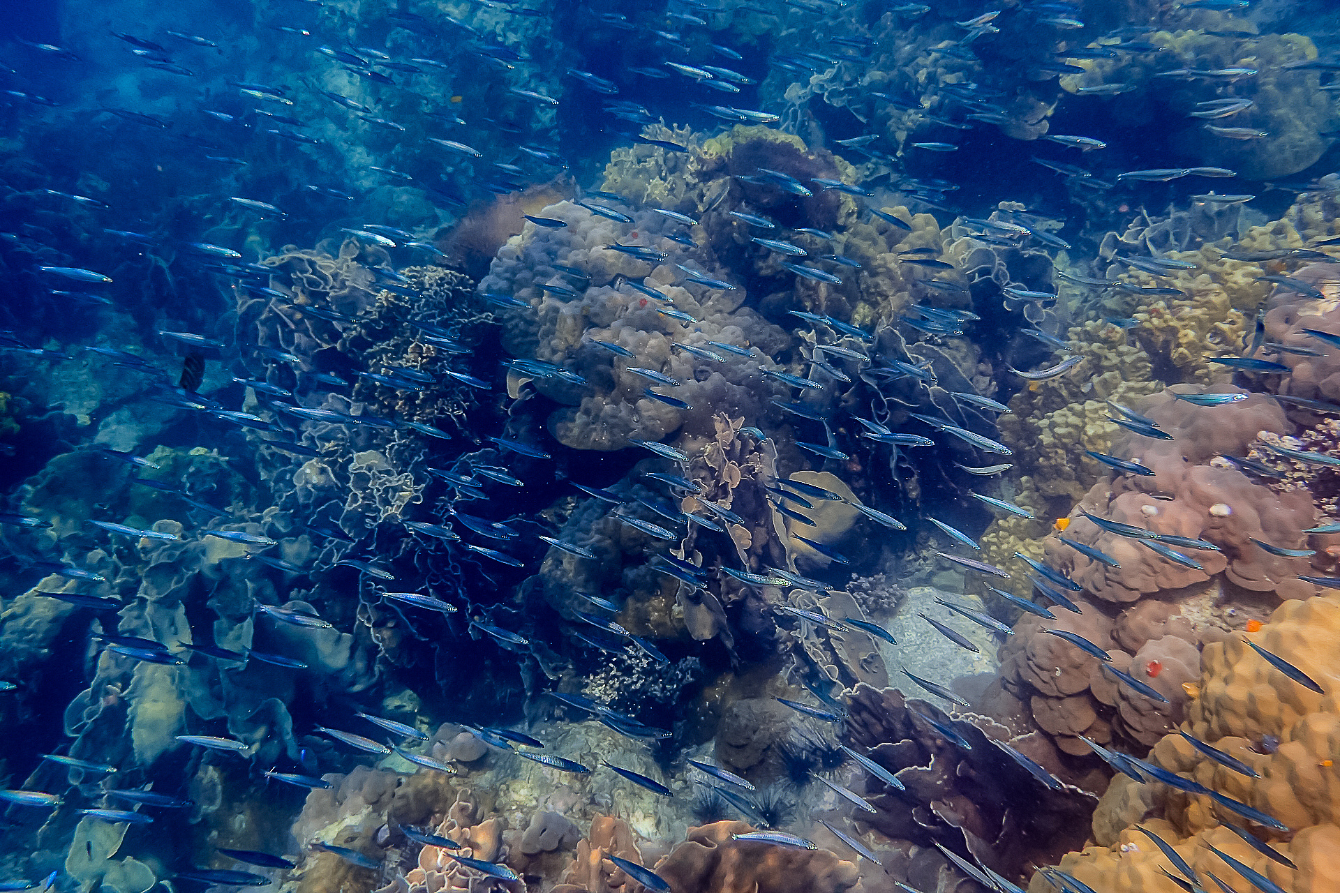 group fish