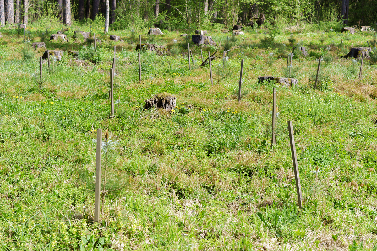 详细分析如何实现幼龄林木抚育管理
