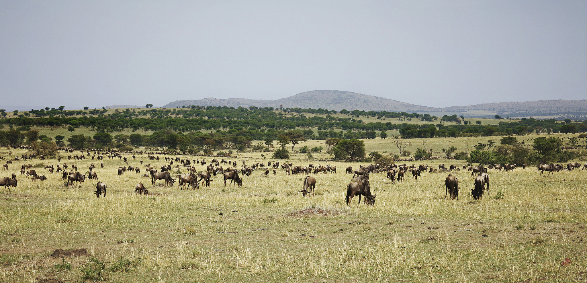 large herd of migrating wildebeest grazing on savanna in serenge
