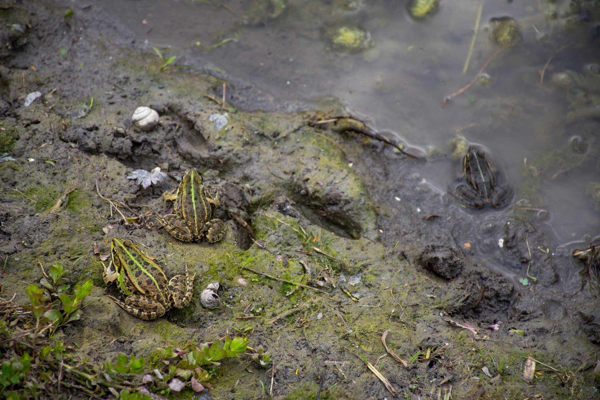 谈谈沙漠雨蛙生态环境被人类破坏