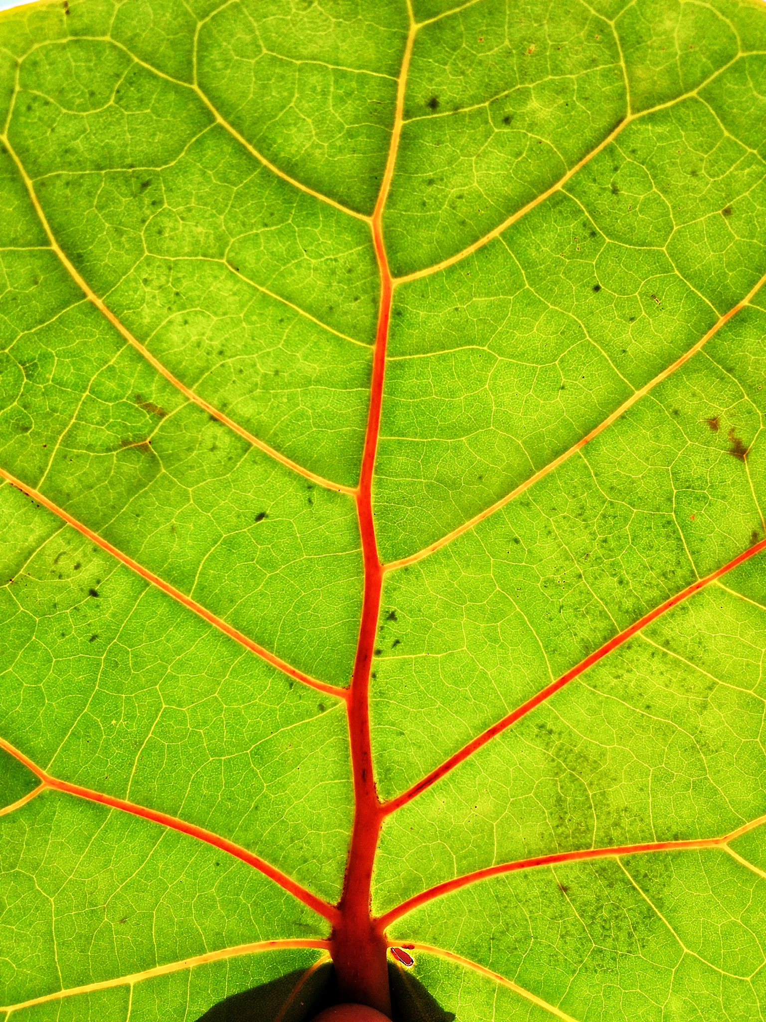 如何用树叶辨别方向？简单易懂的技巧