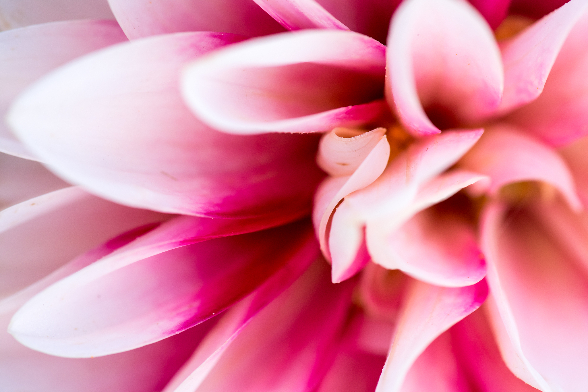 你好如何计算一个函数的极限