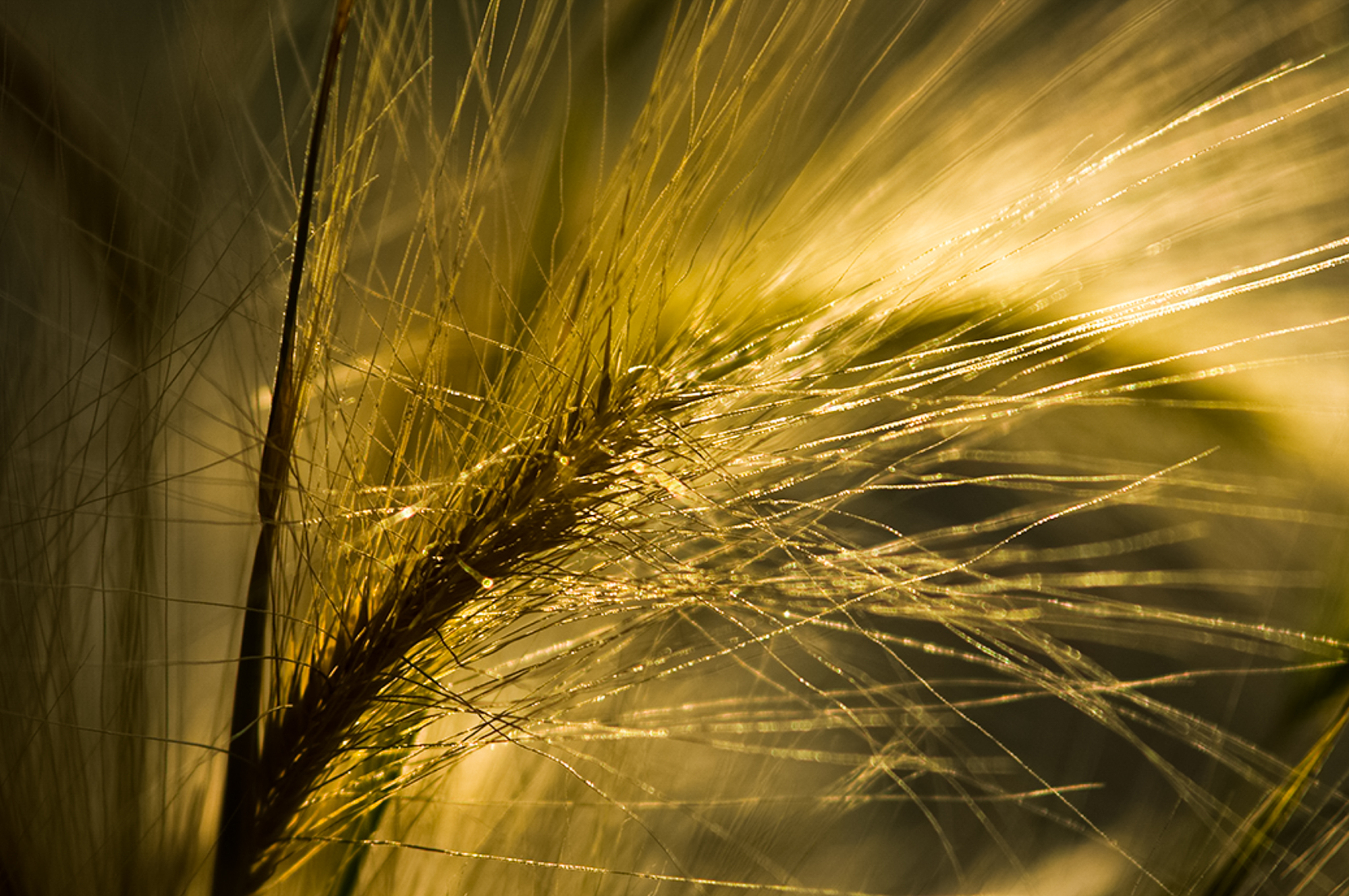 商丘职业学院种子生产与经营专业就业方向