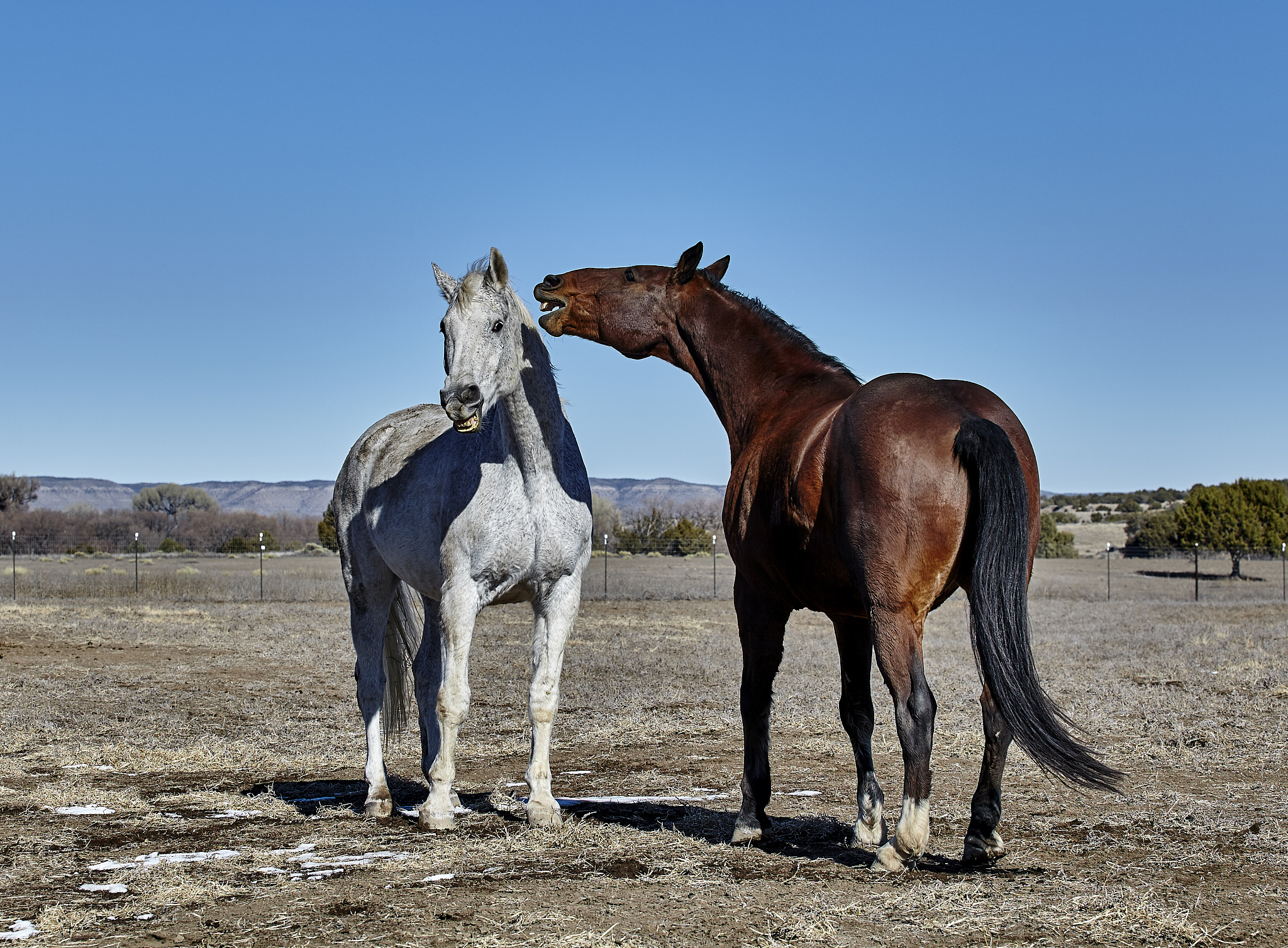 horses biting