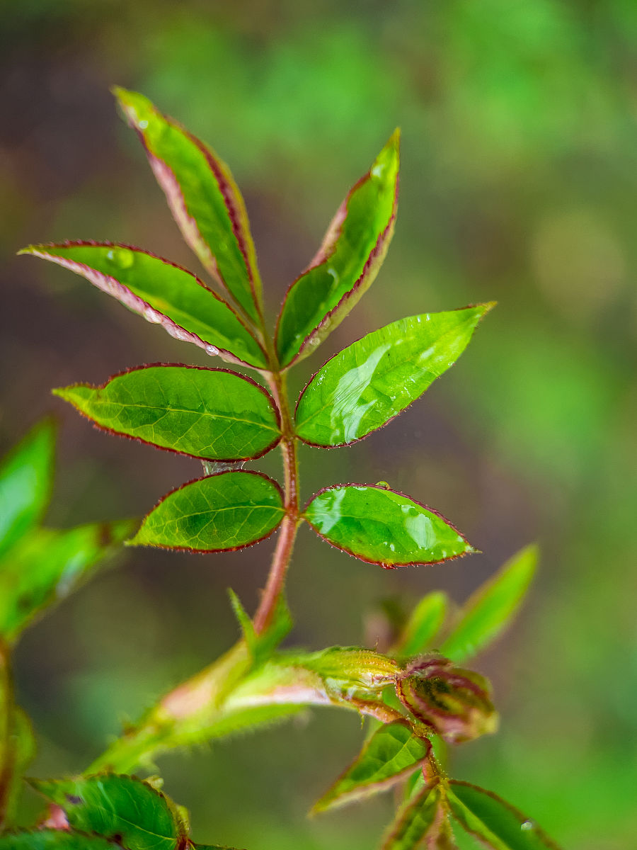 杜仲嫩芽泡水喝的功效，