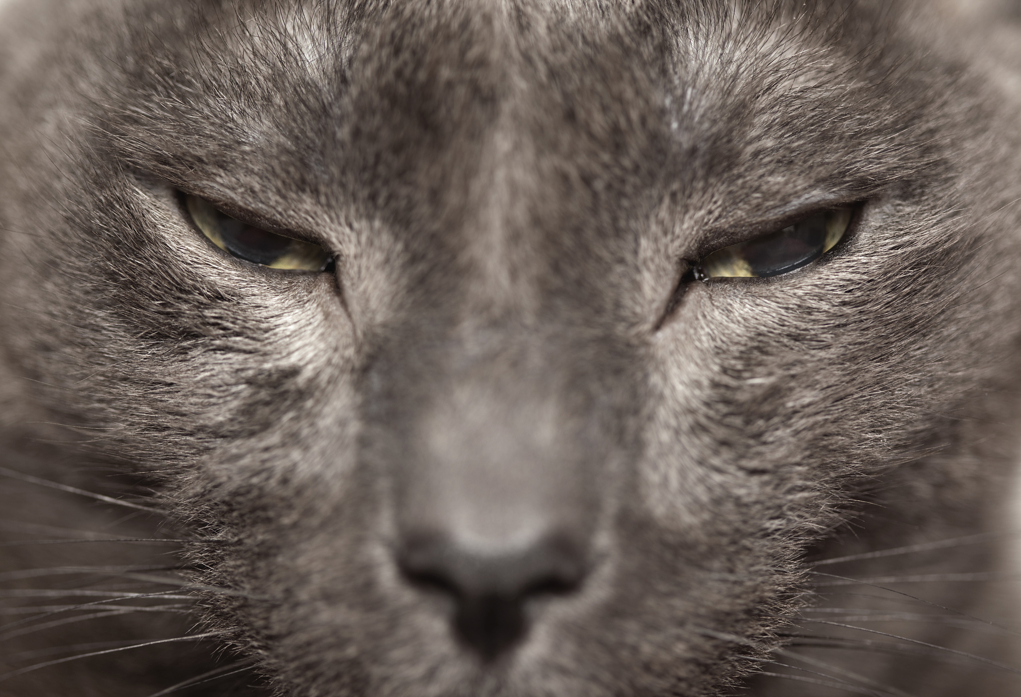 feline