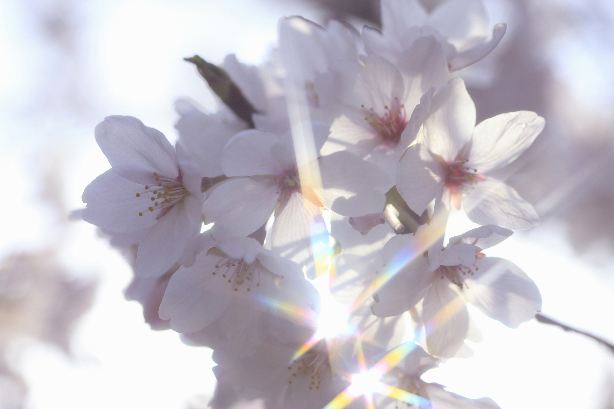 cherry