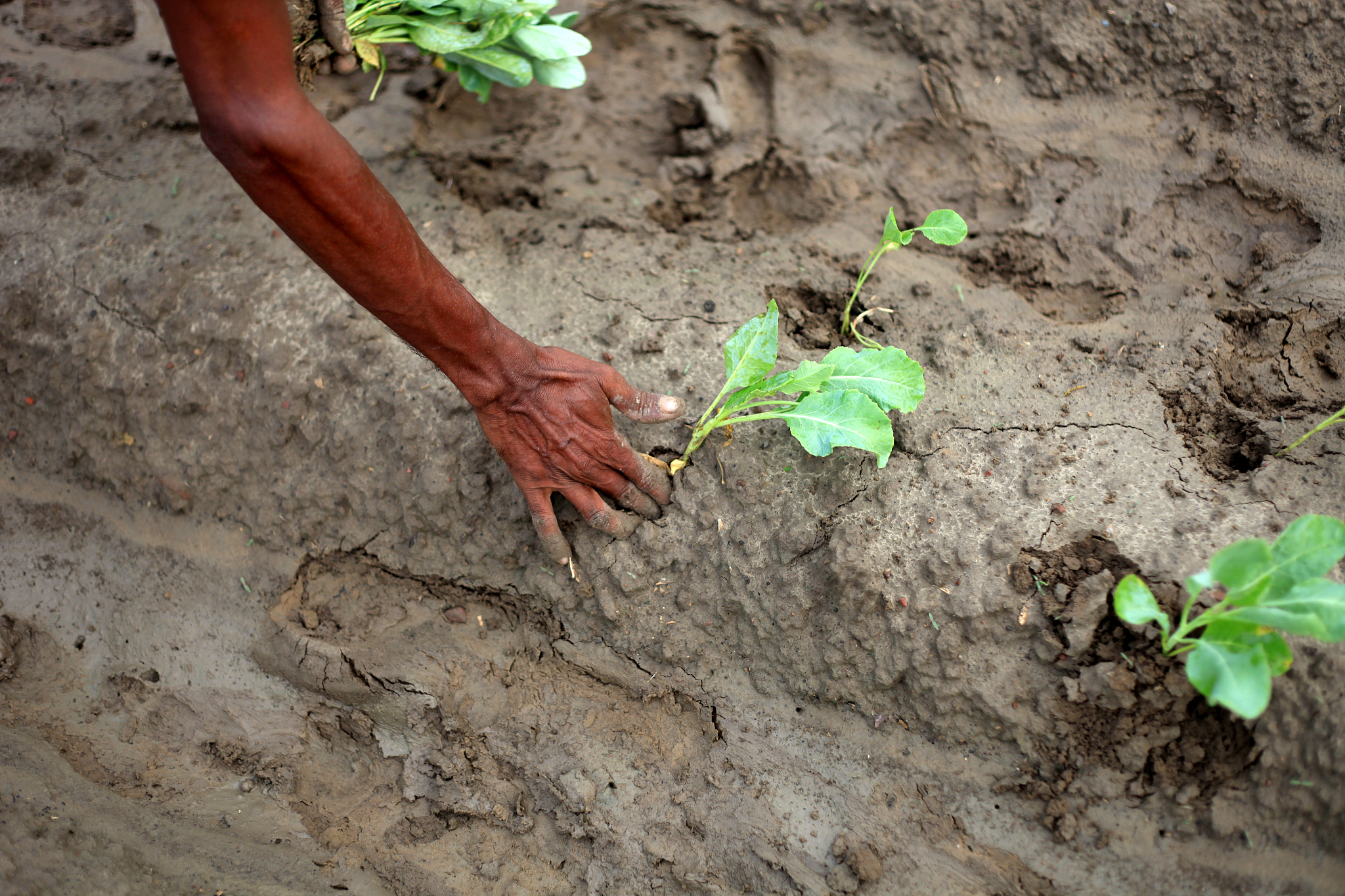 Dense planting provides an effective strategy for maize yield improvement and closing yield gap particularly in rapidly developing countries such China；the optimal planting density should be quantifie