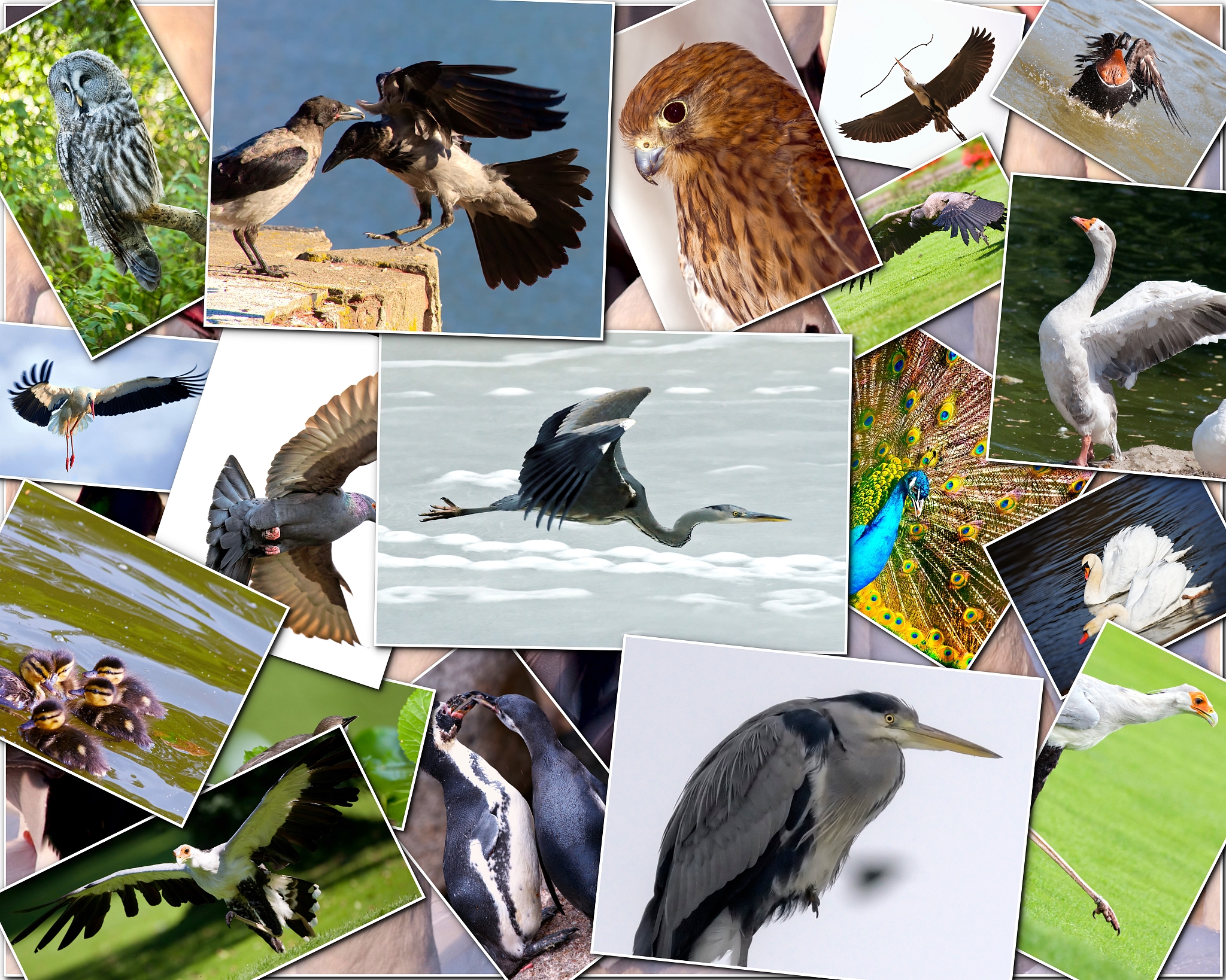 Collective Bird Behavior: How Birds Make Group Decisions