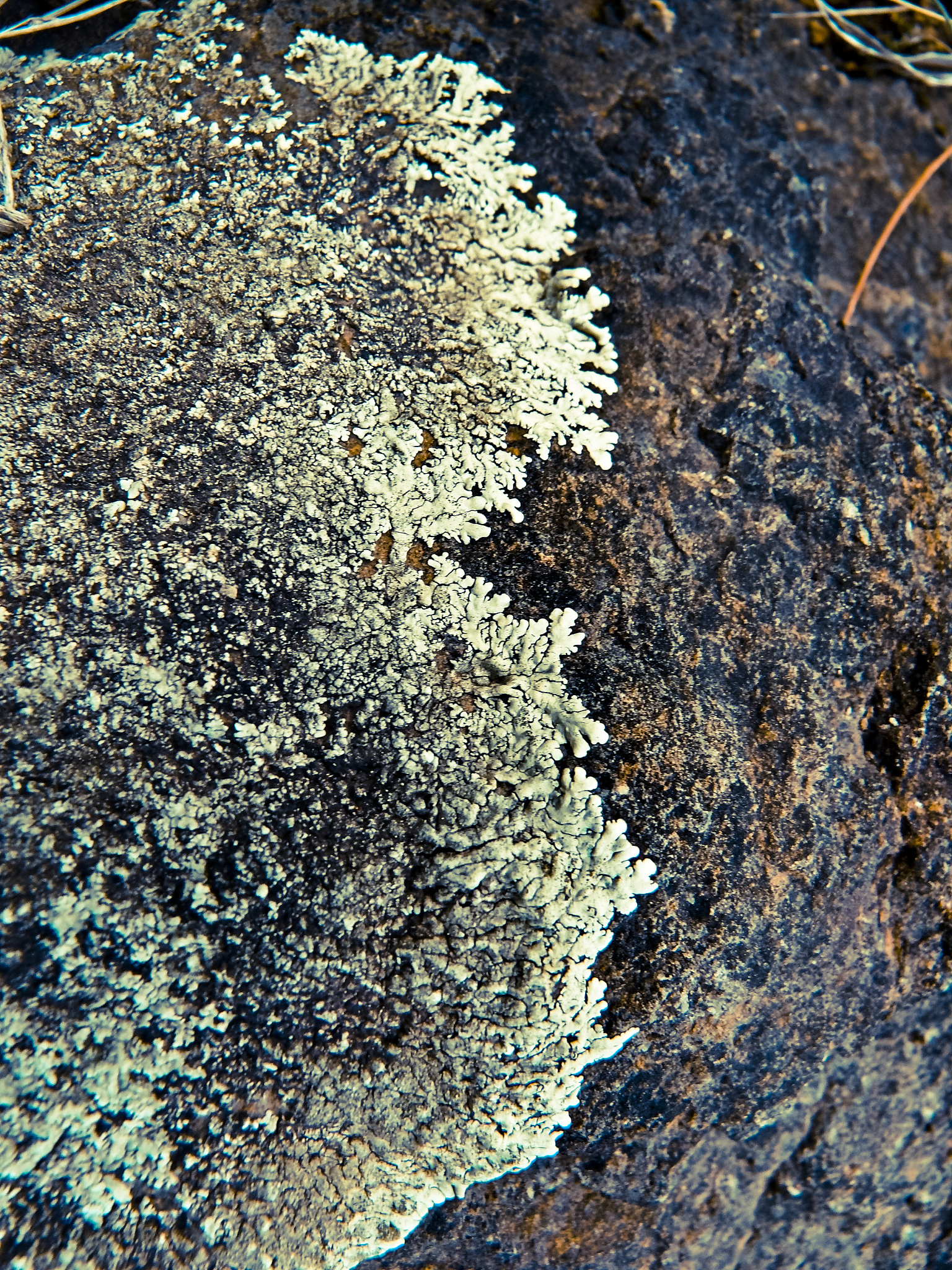 foliose lichen squamulose