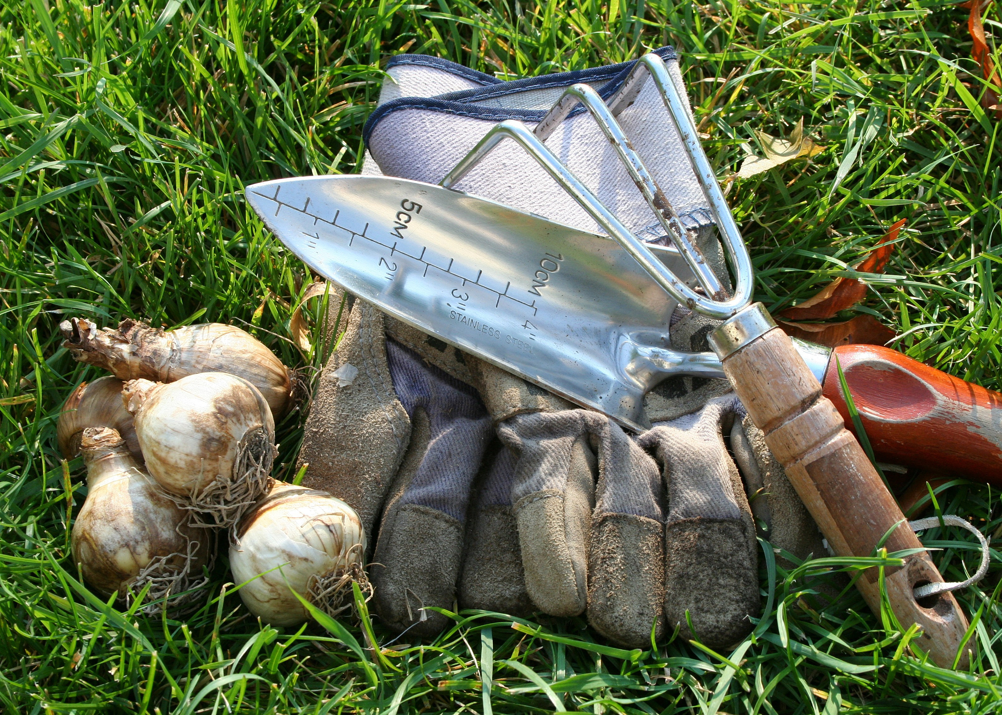 planting bulbs